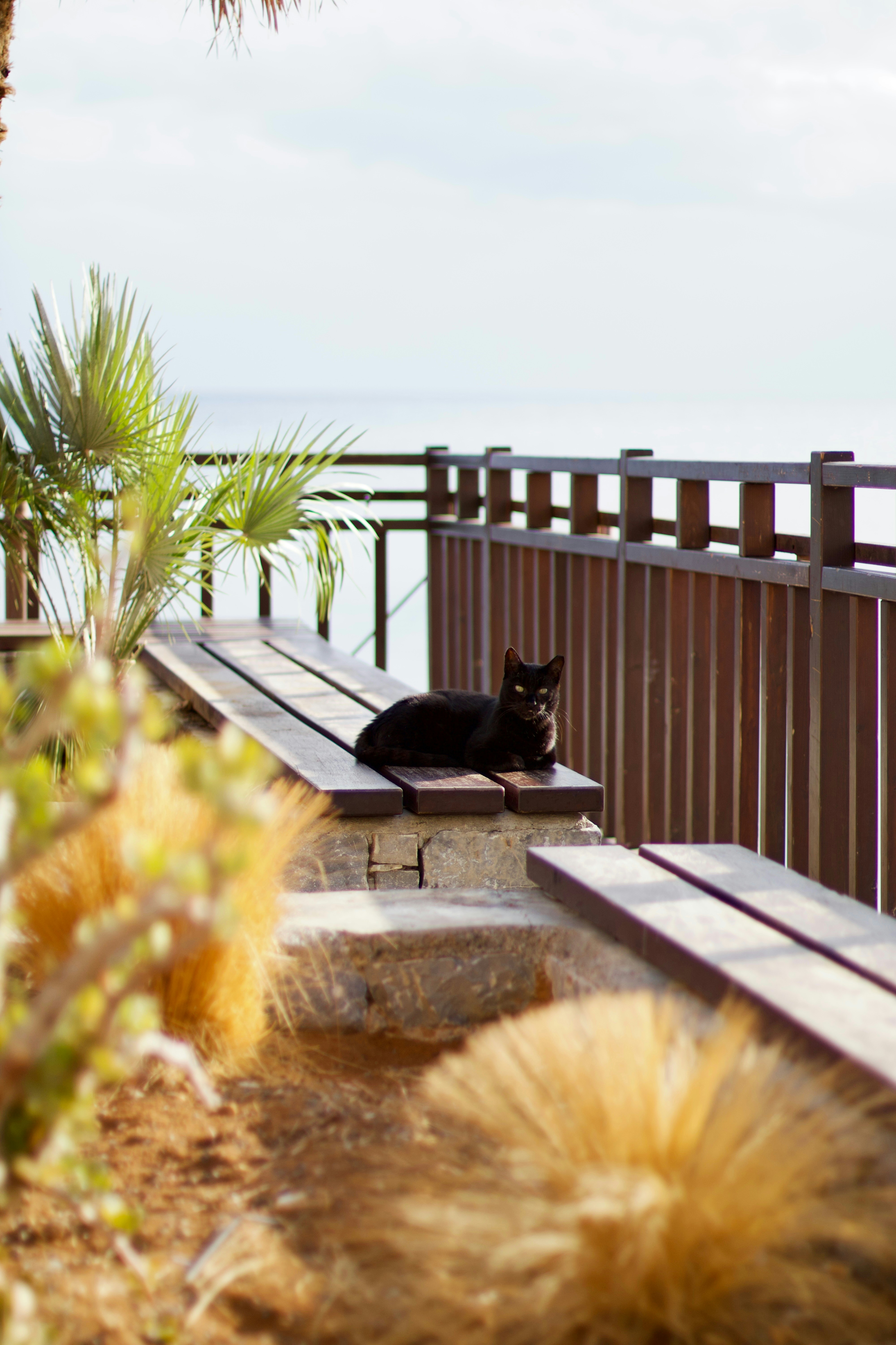 Black cat resting on a wooden bench by the sea.
