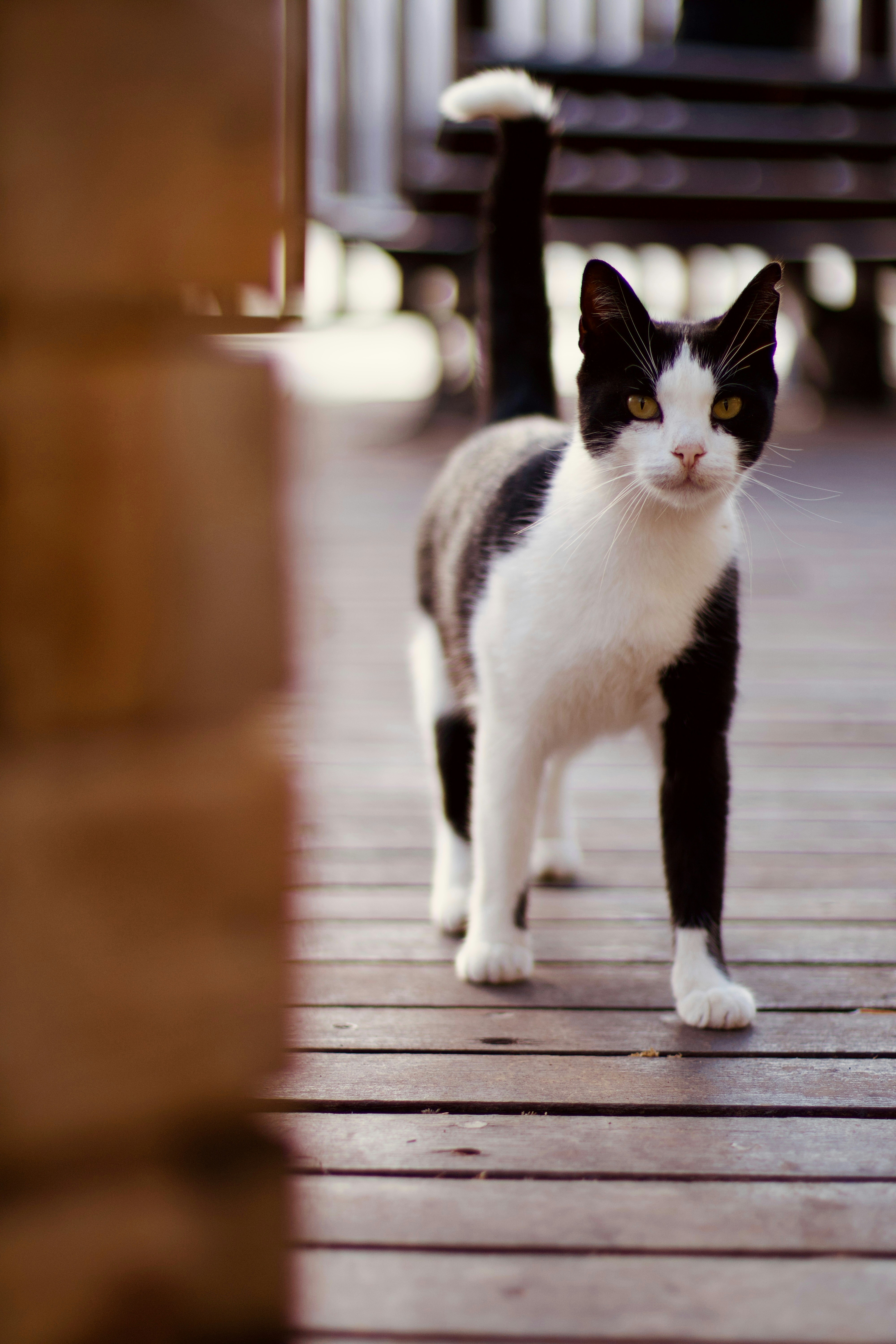 A black and white cat stands on a wooden deck
