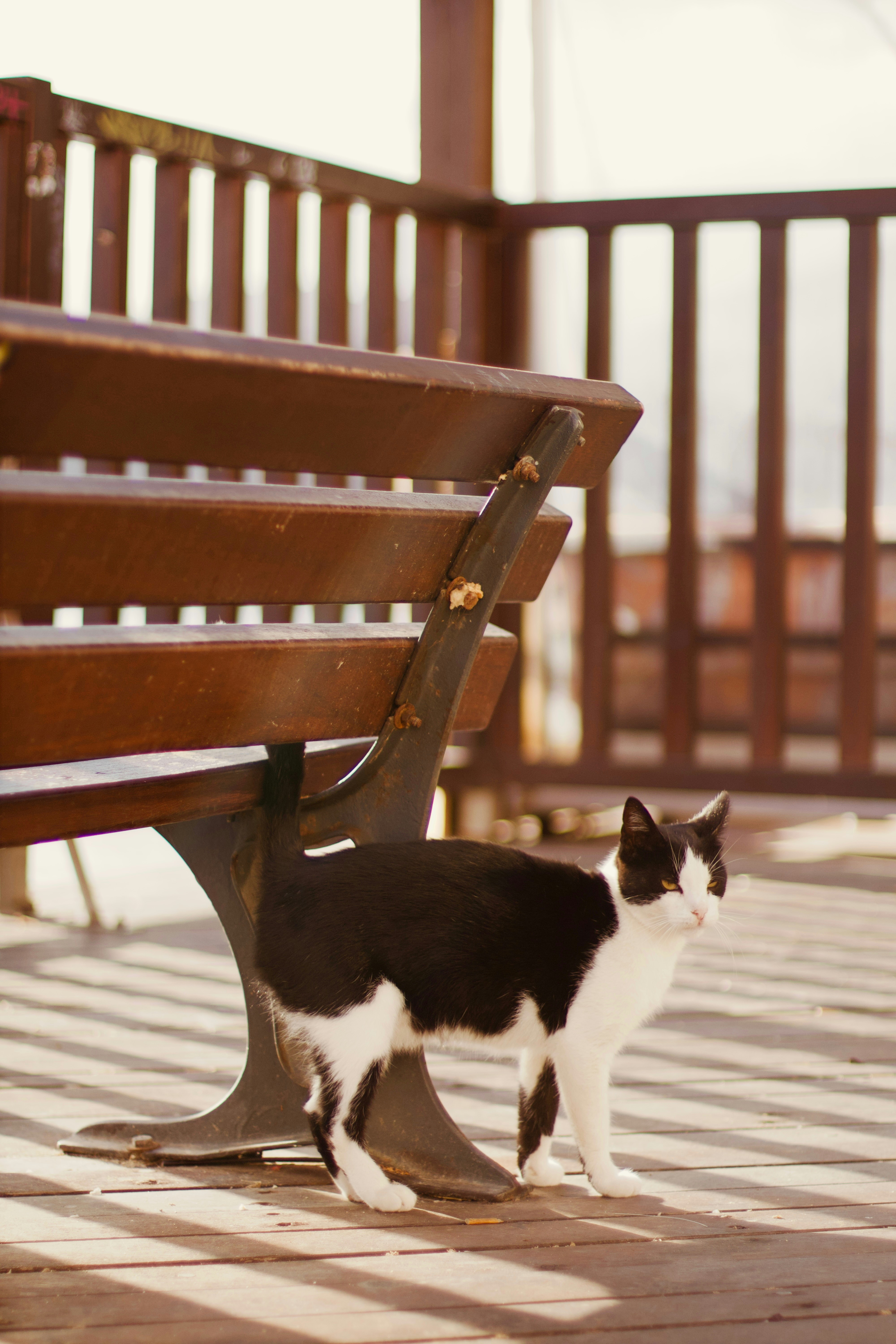 A black and white cat standing by a wooden bench.