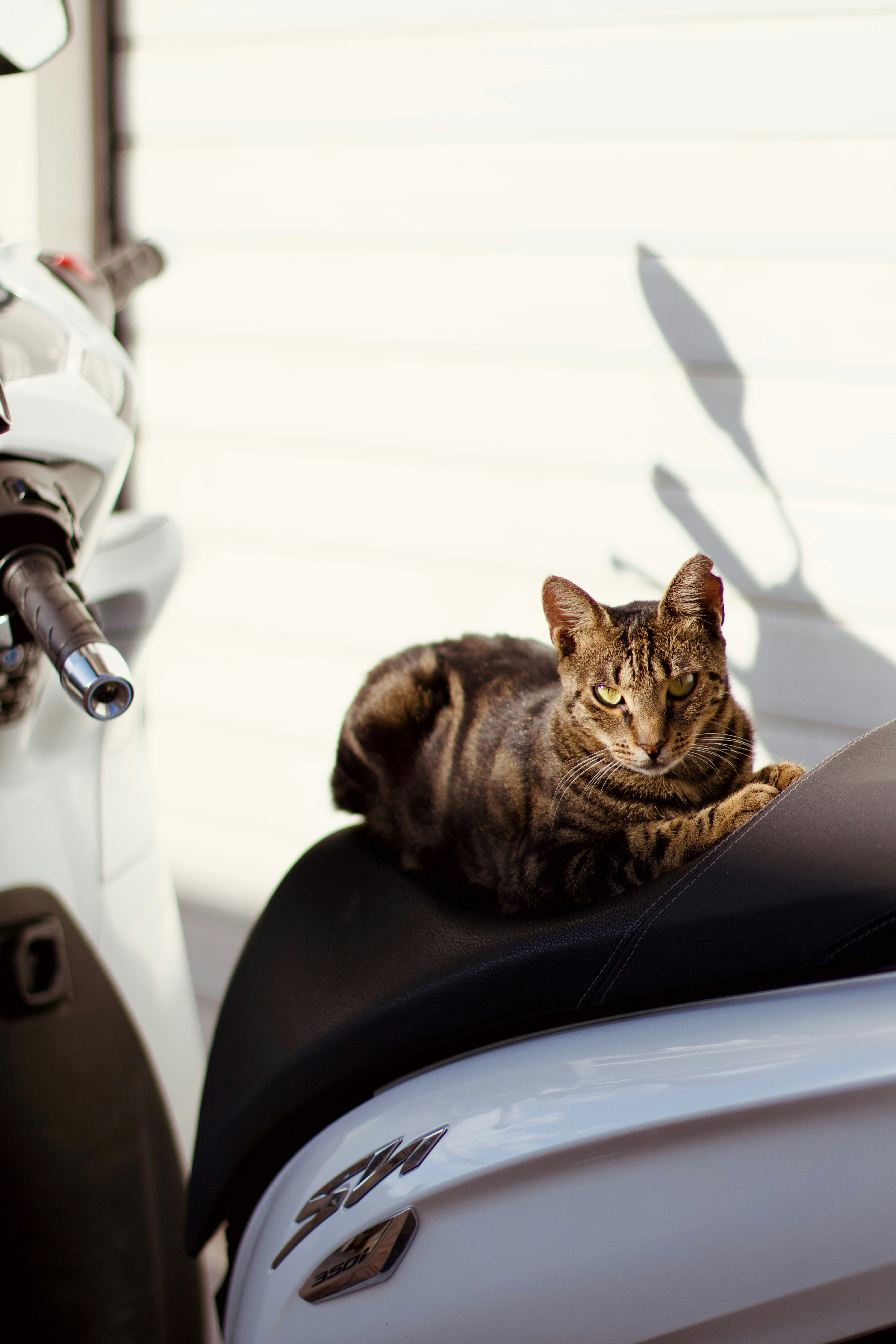A tabby cat rests on a scooter seat.