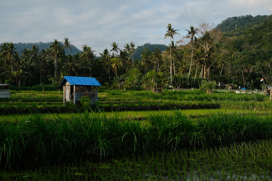 Rice paddy field in rural Asia — a typical Japanese encephalitis risk setting