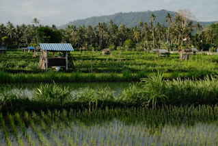 Lush green rice paddies with palm trees and mountains.