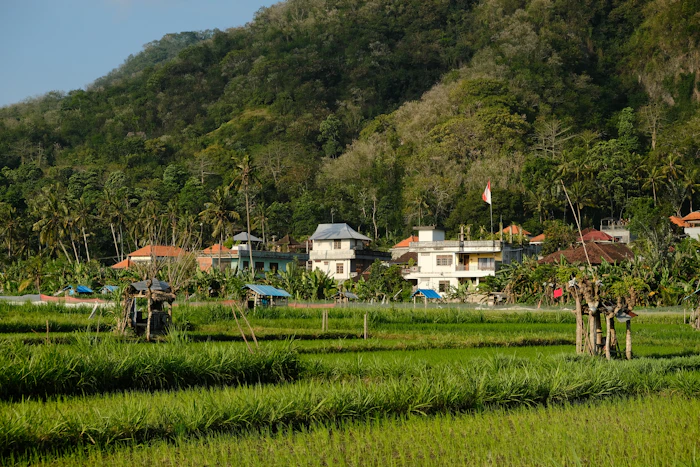 Green paddy fields near Kurunegala