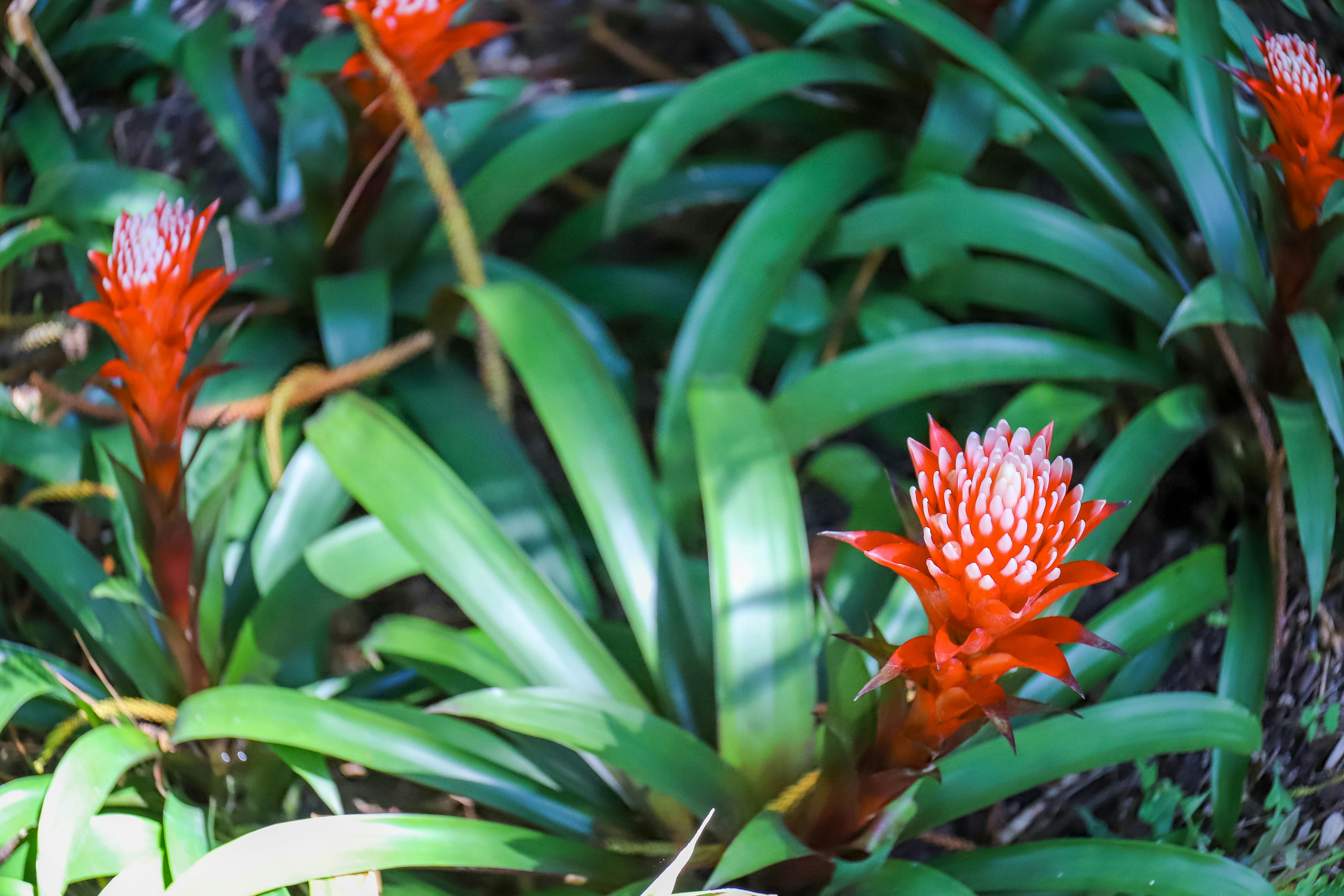 Several vibrant red bromeliad flowers bloom amidst lush green leaves.