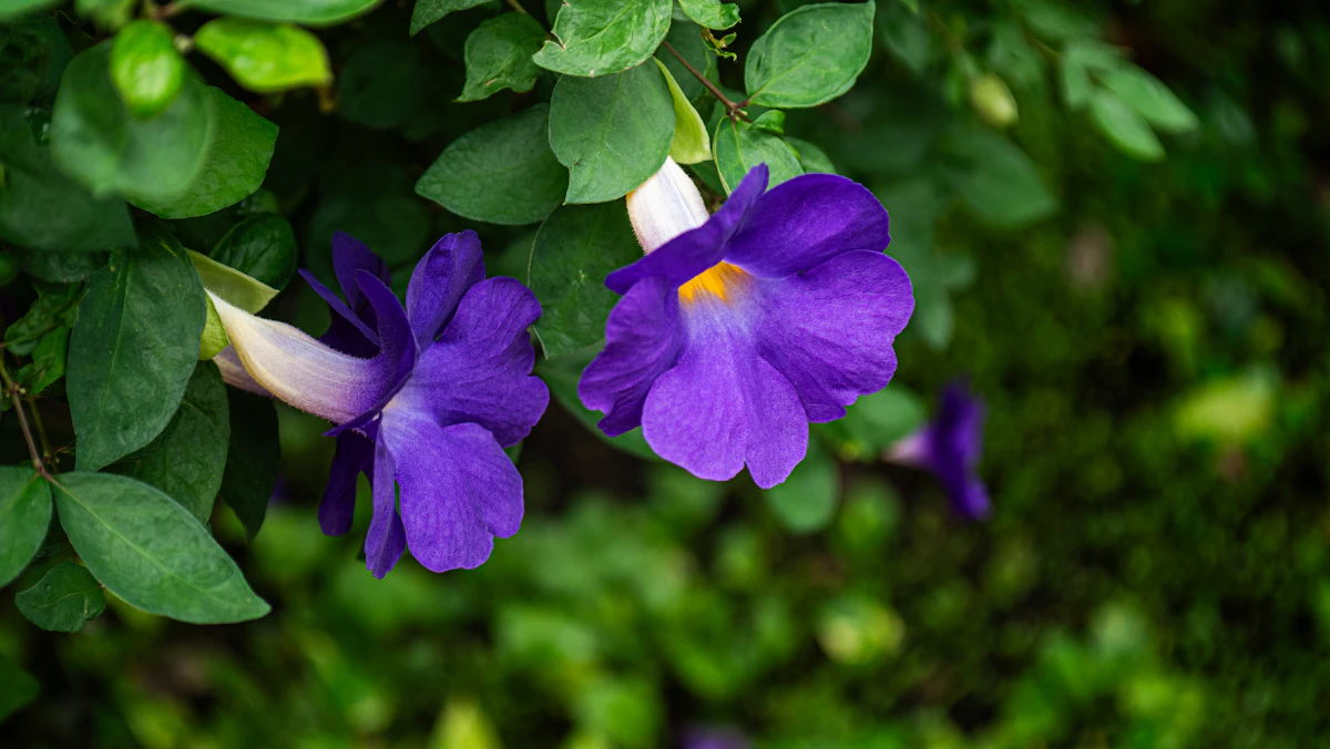 Thunbergia Clock Vine India — Black Eyed Susan Wall Climber Guide