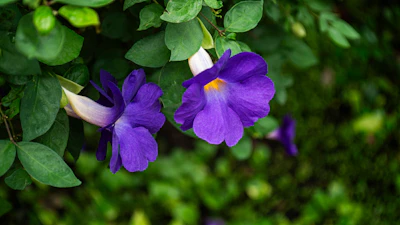 Thunbergia Clock Vine India — Black Eyed Susan Wall Climber Guide