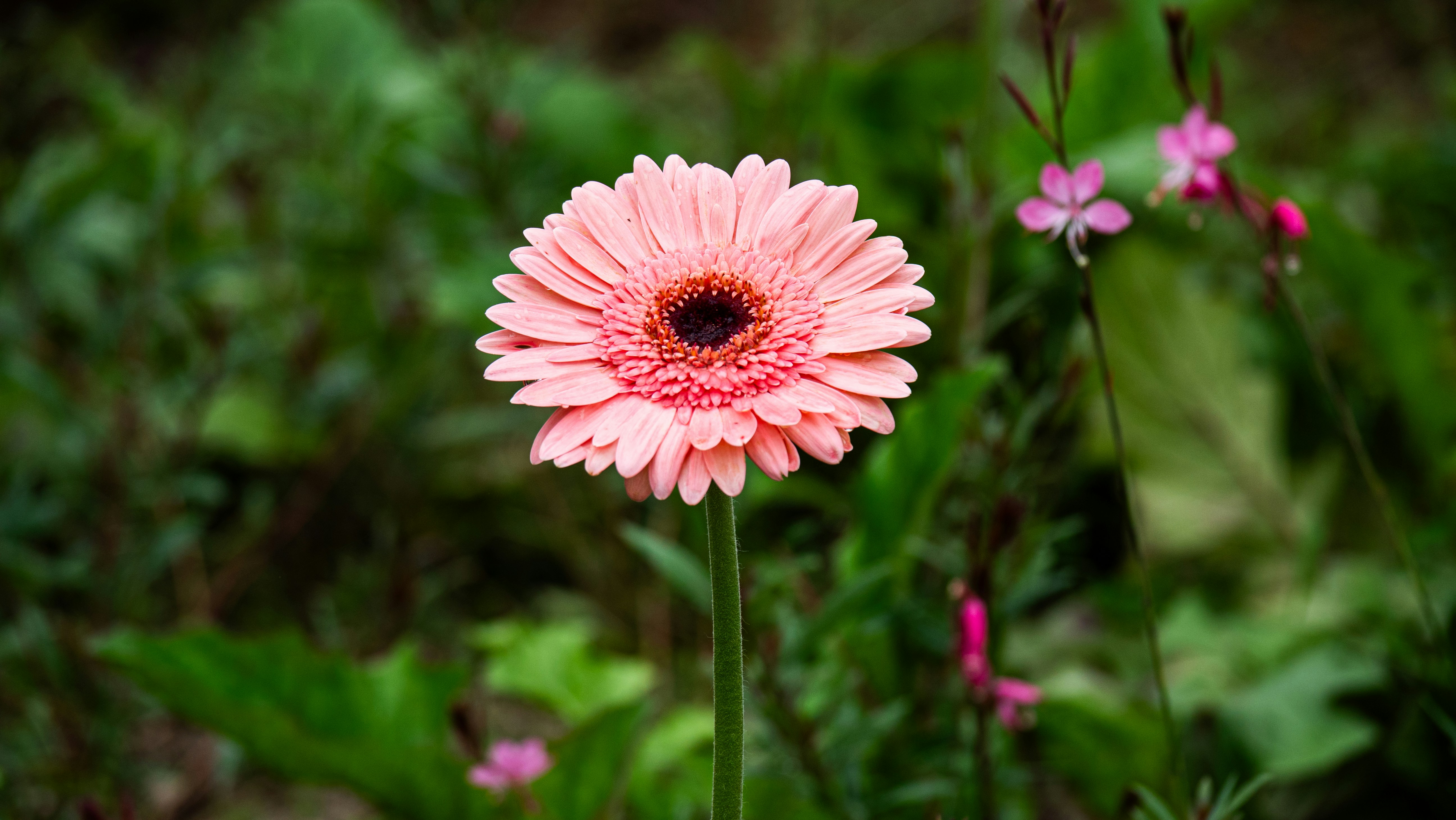 Photo by rema_green1917