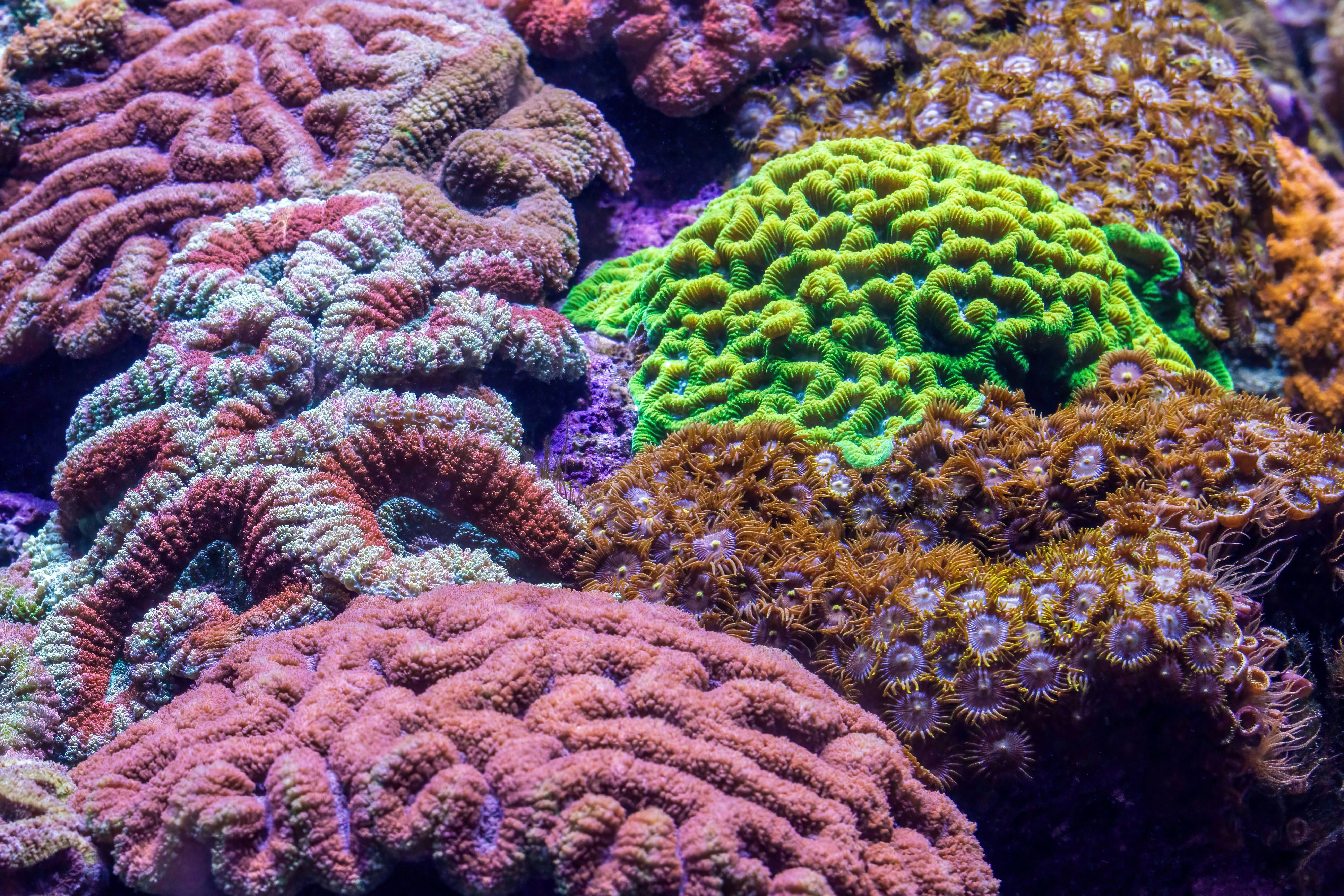 Corals at the Cairns Aquarium.