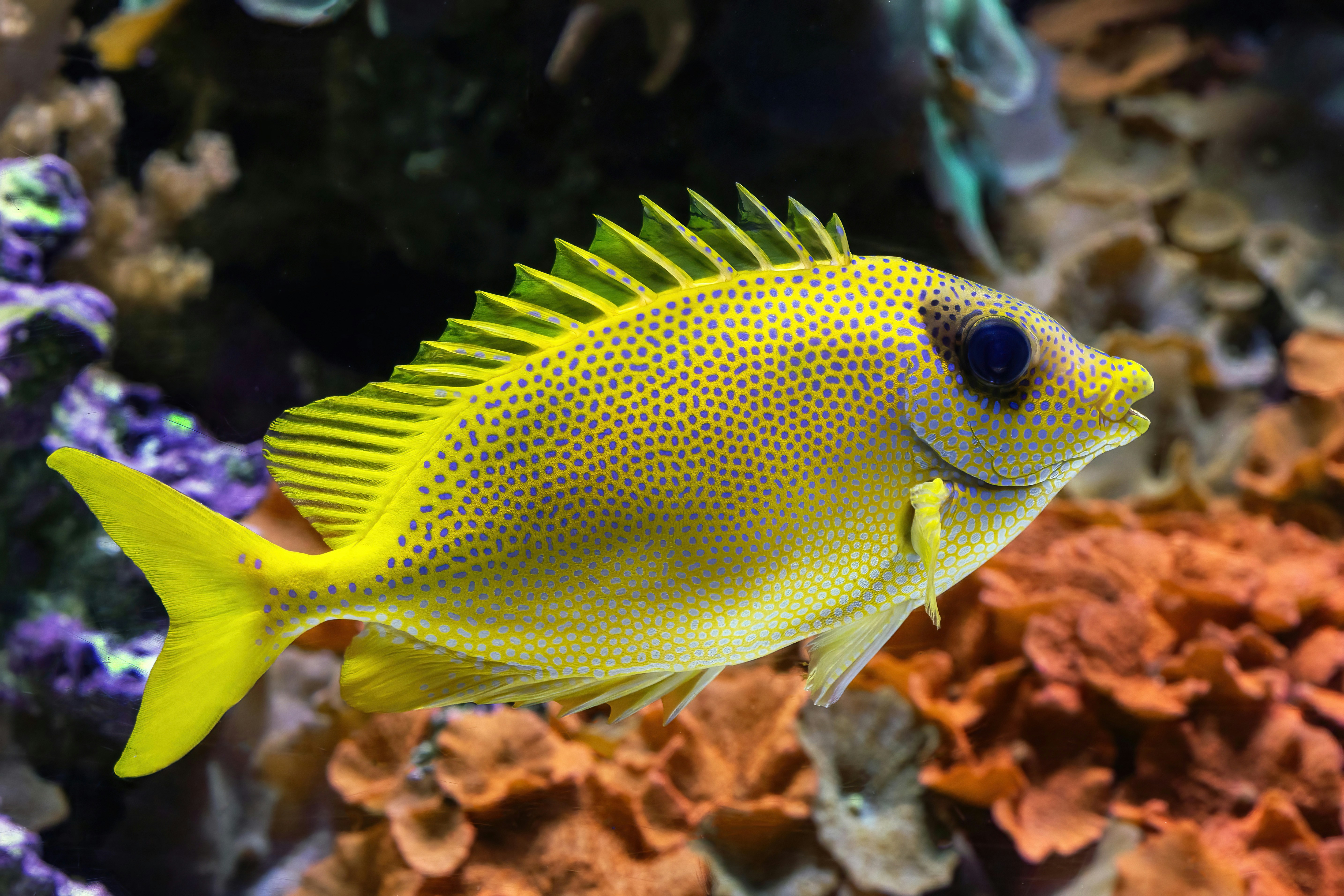 A yellow fish with blue eyes swims near coral.