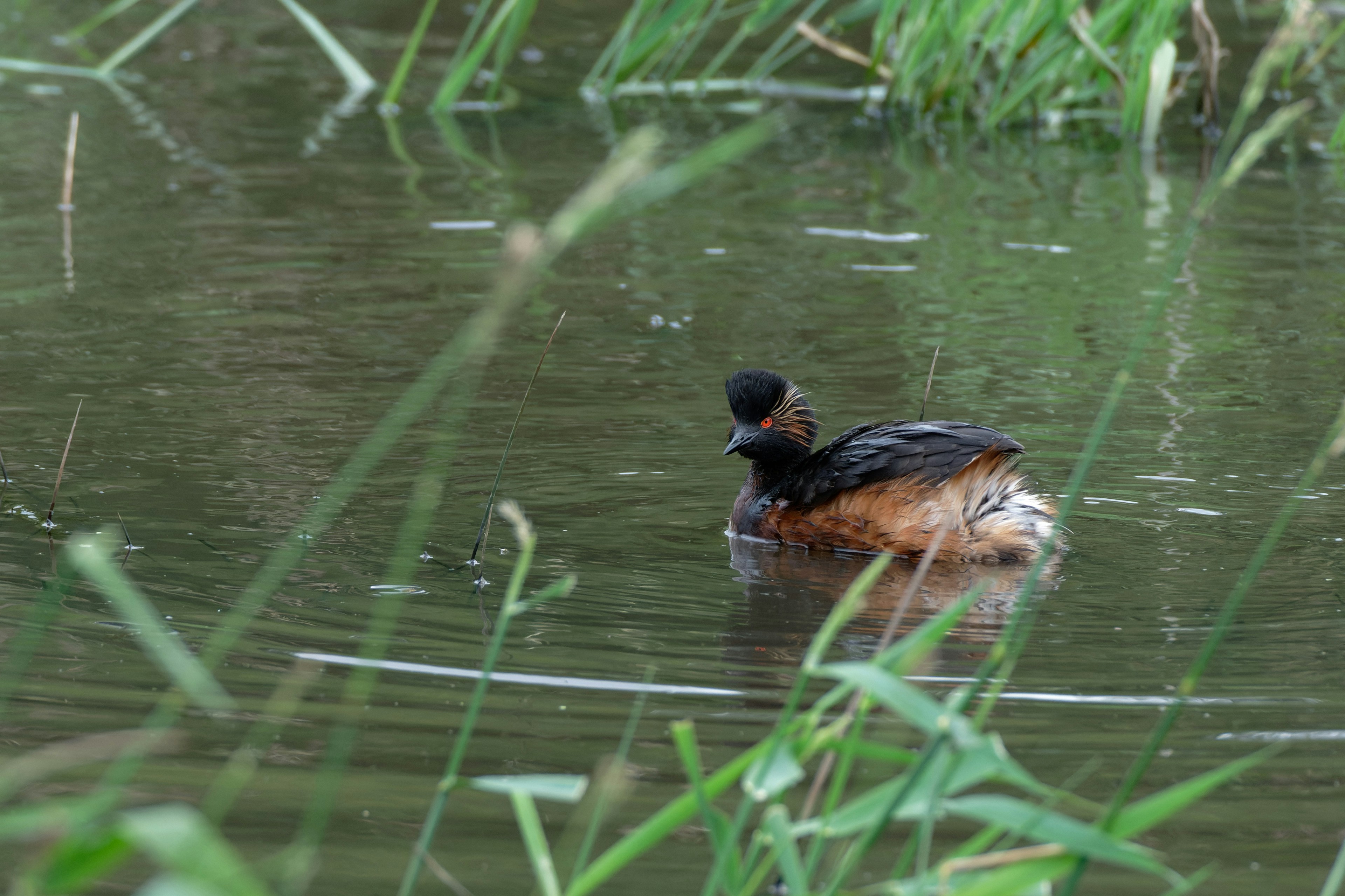 A black-necked grebe swims in a reedy pond.
