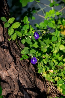 Purple flowers bloom on a vine next to tree bark.