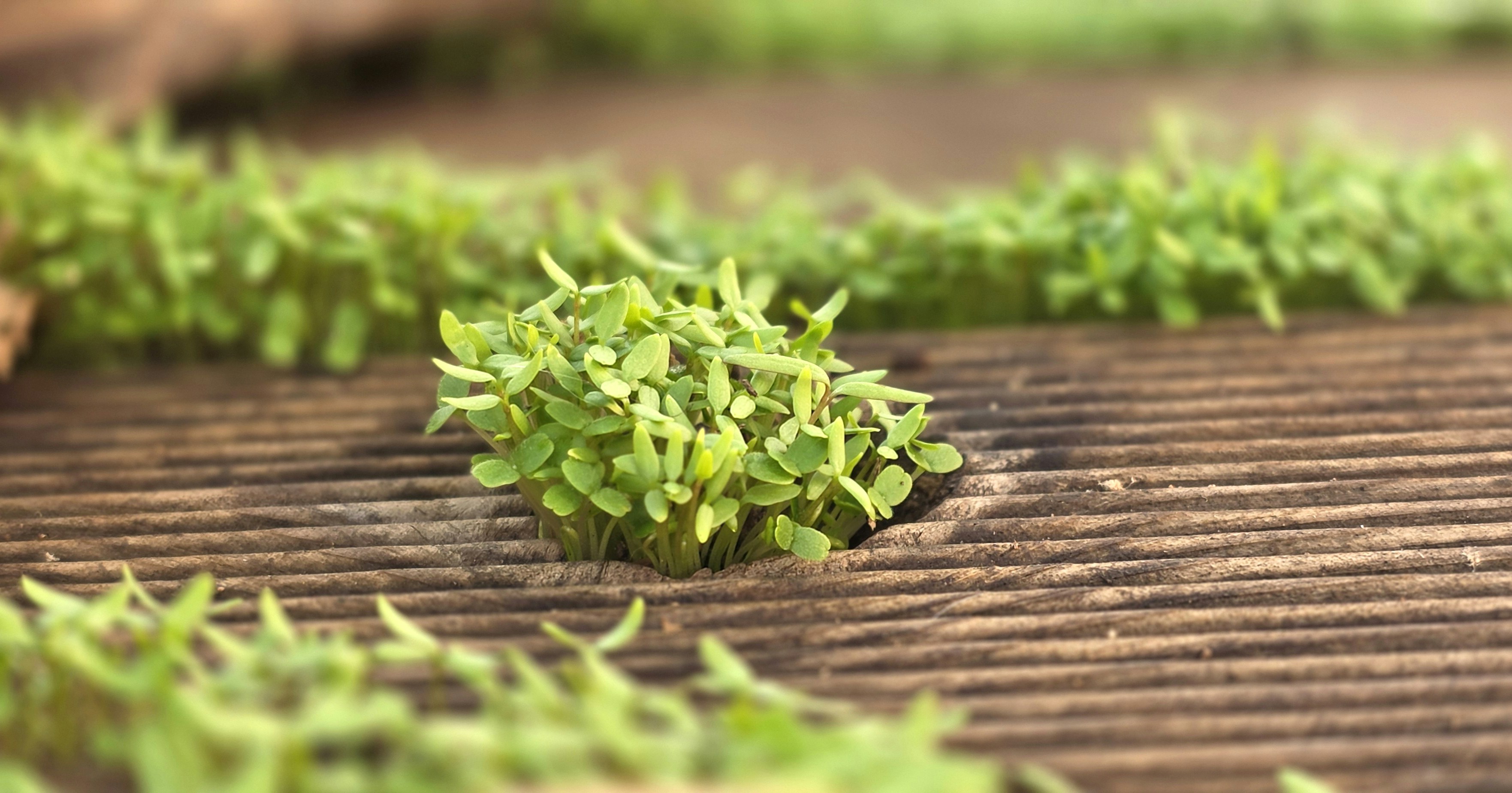 Tiny green sprouts growing through wooden planks