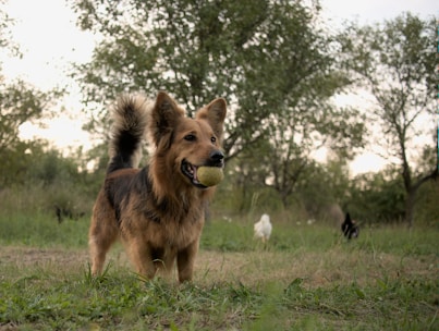 A dog holds a ball in its mouth outdoors.