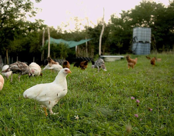 Hens roaming on organic farm