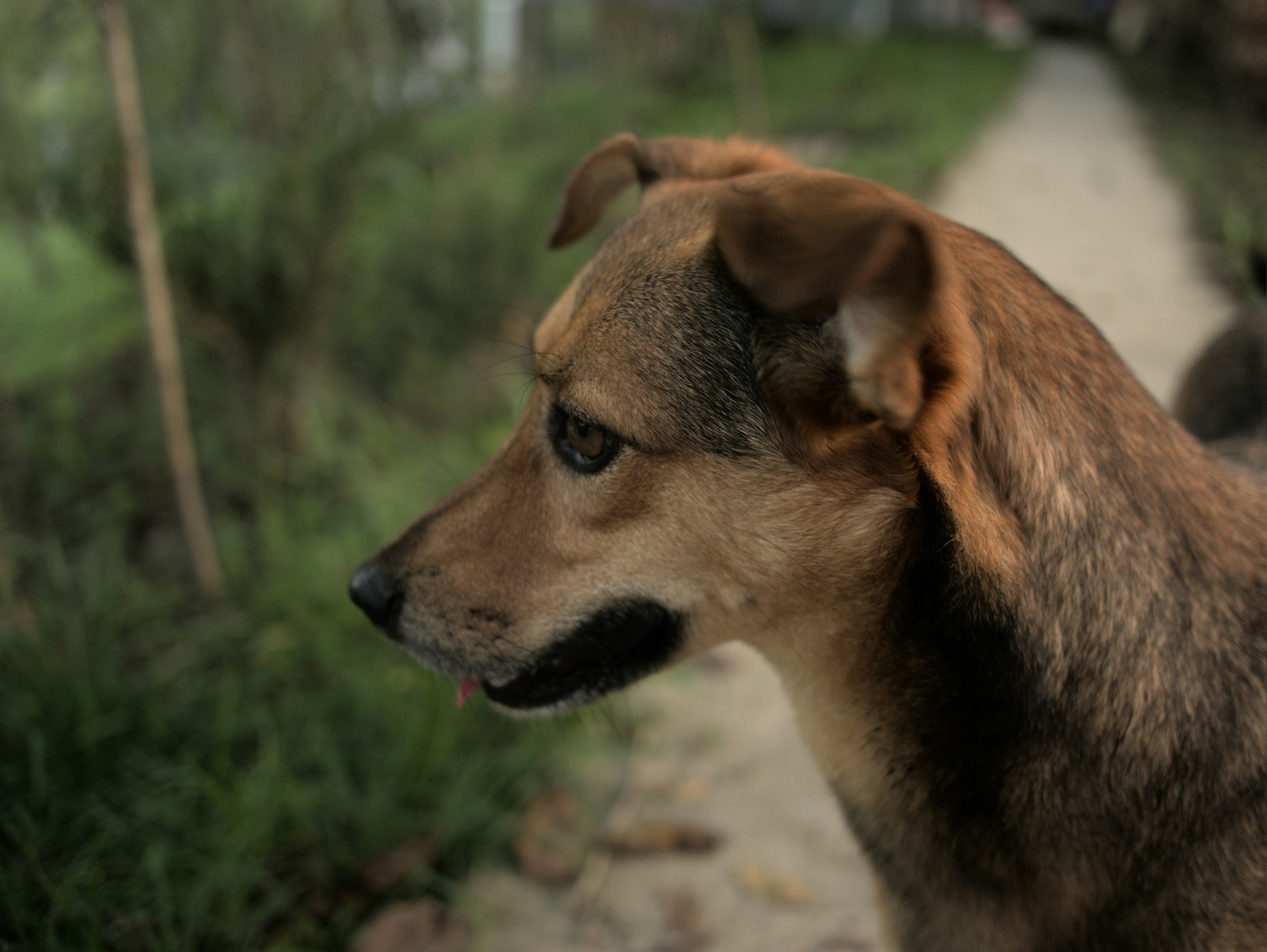 A brown dog looks to the left outdoors.