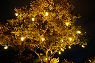Клонки на дърво, украсени със светещи лампички през нощта.