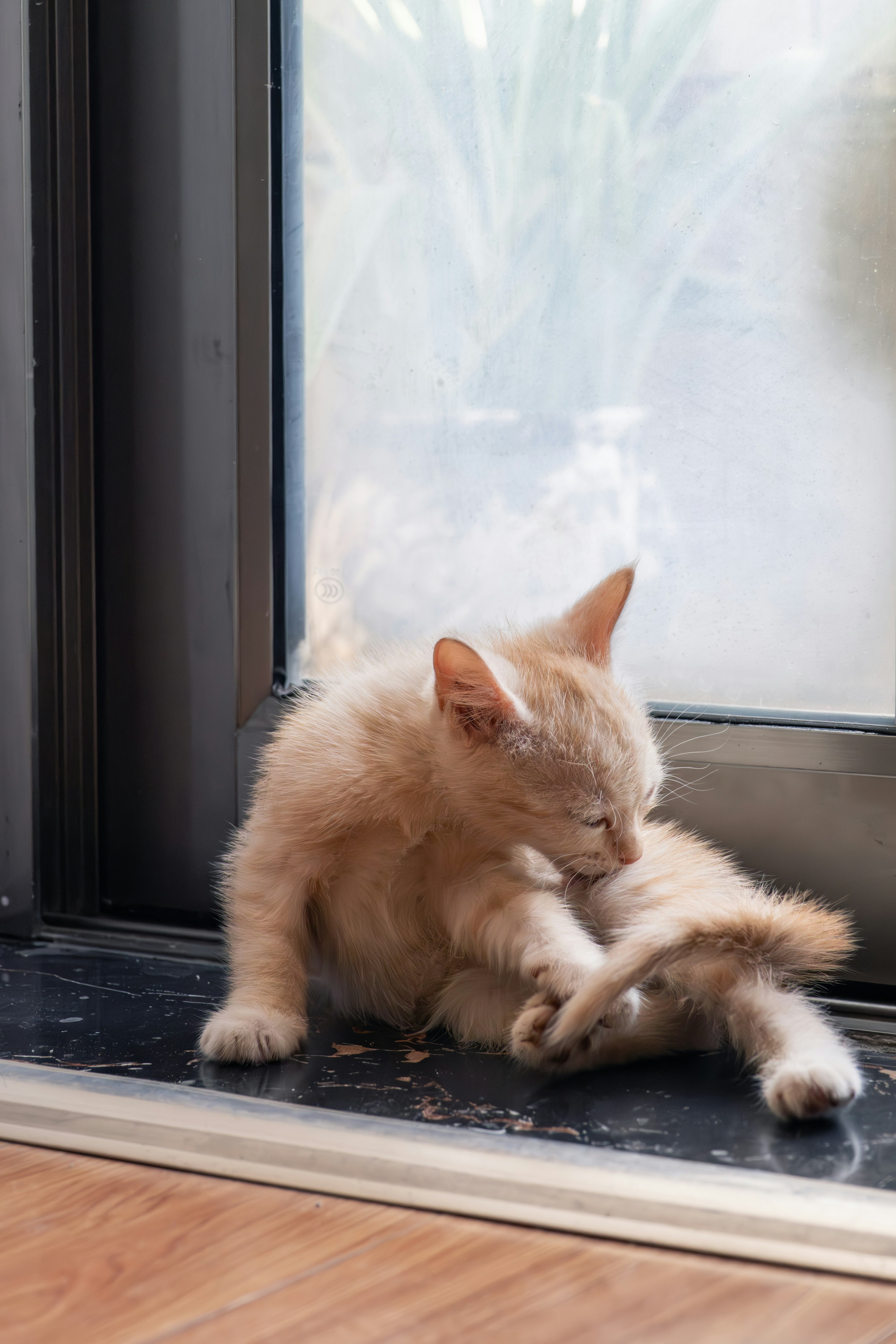 A small orange kitten grooming itself by a window.