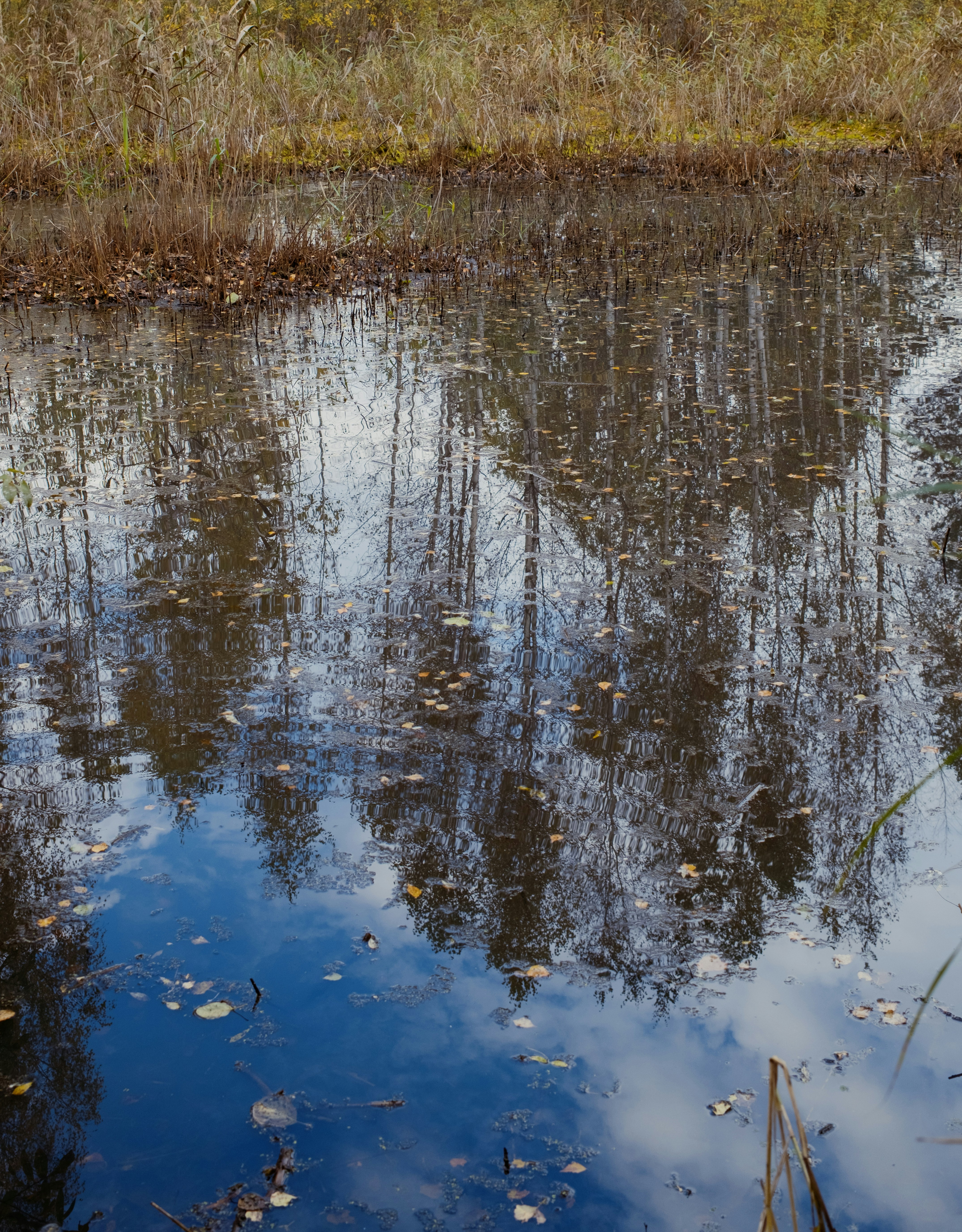 Photo by evil_bumblebee