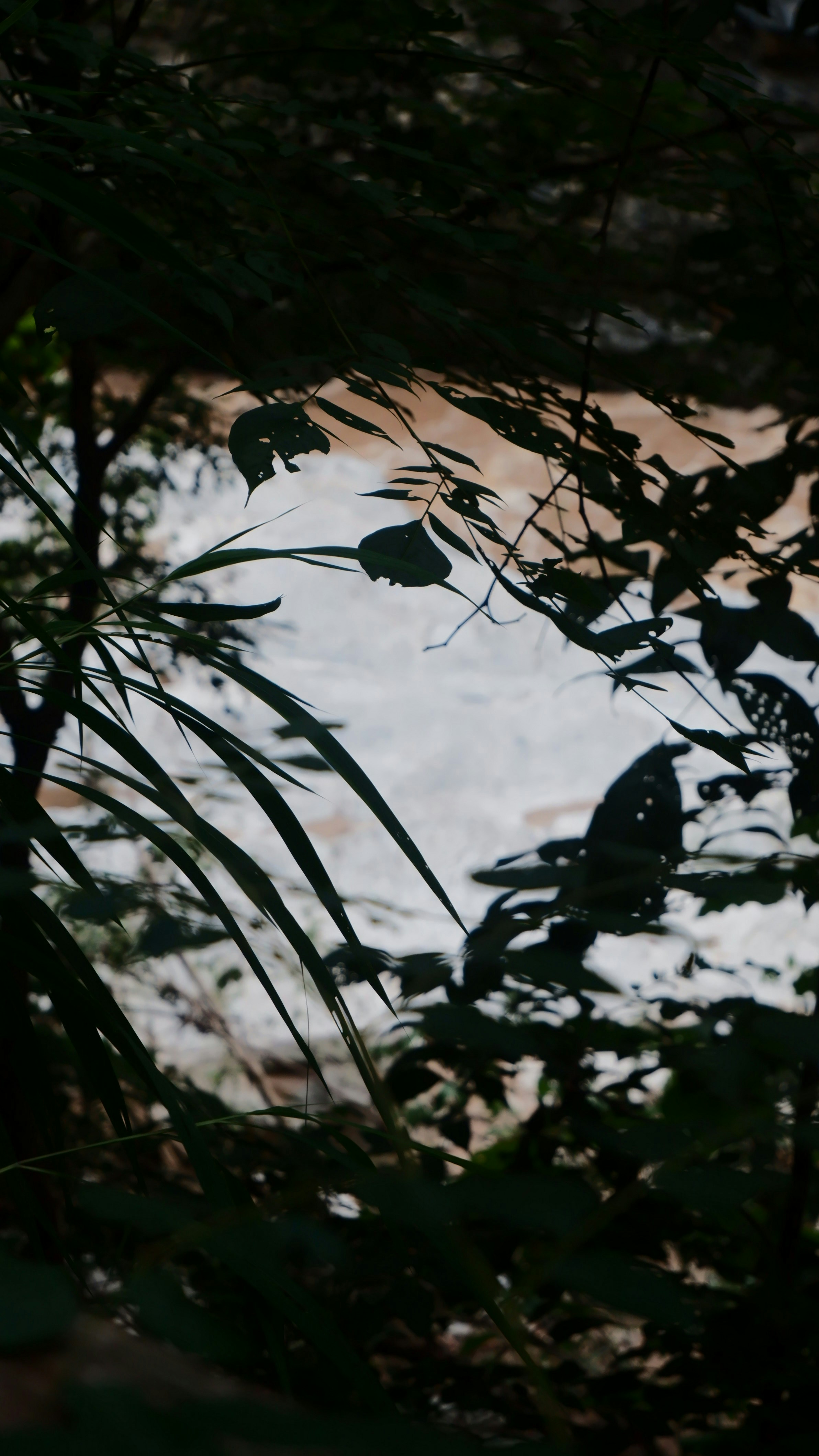 Dark foliage frames a blurry river in the background.