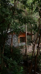 Wooden cabin nestled in a lush green forest.