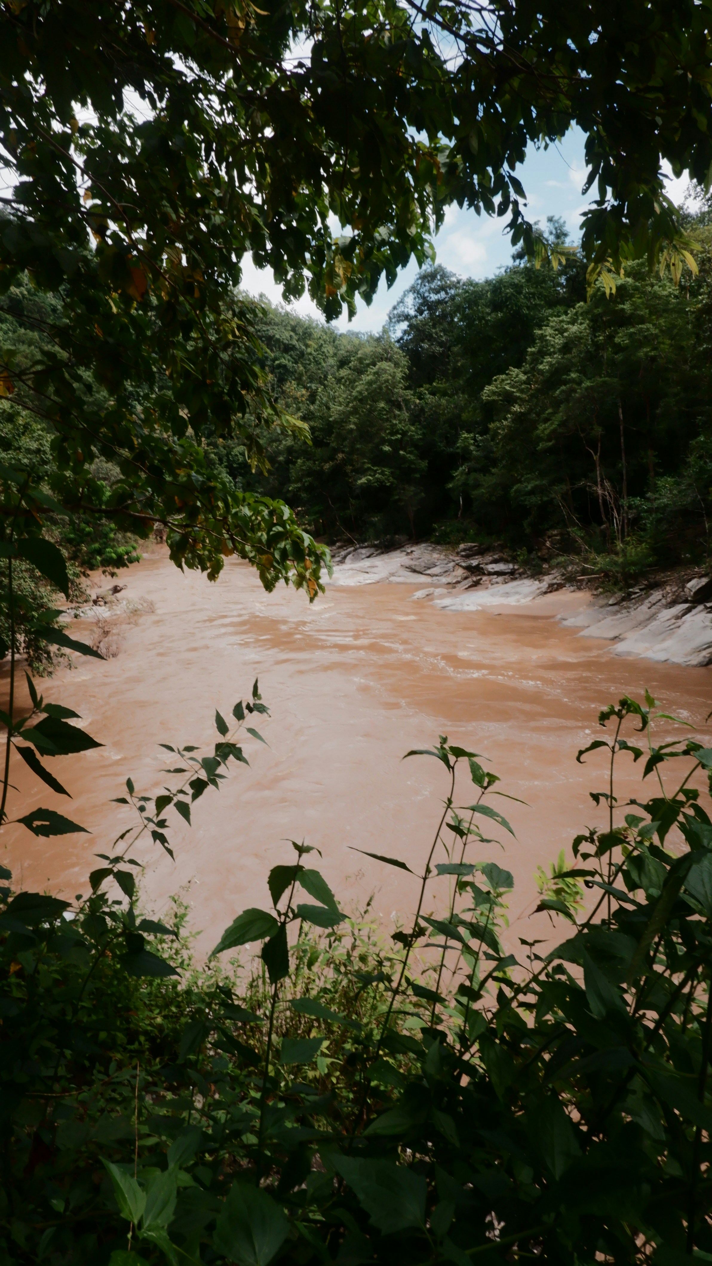 Muddy river flowing through a lush green forest.