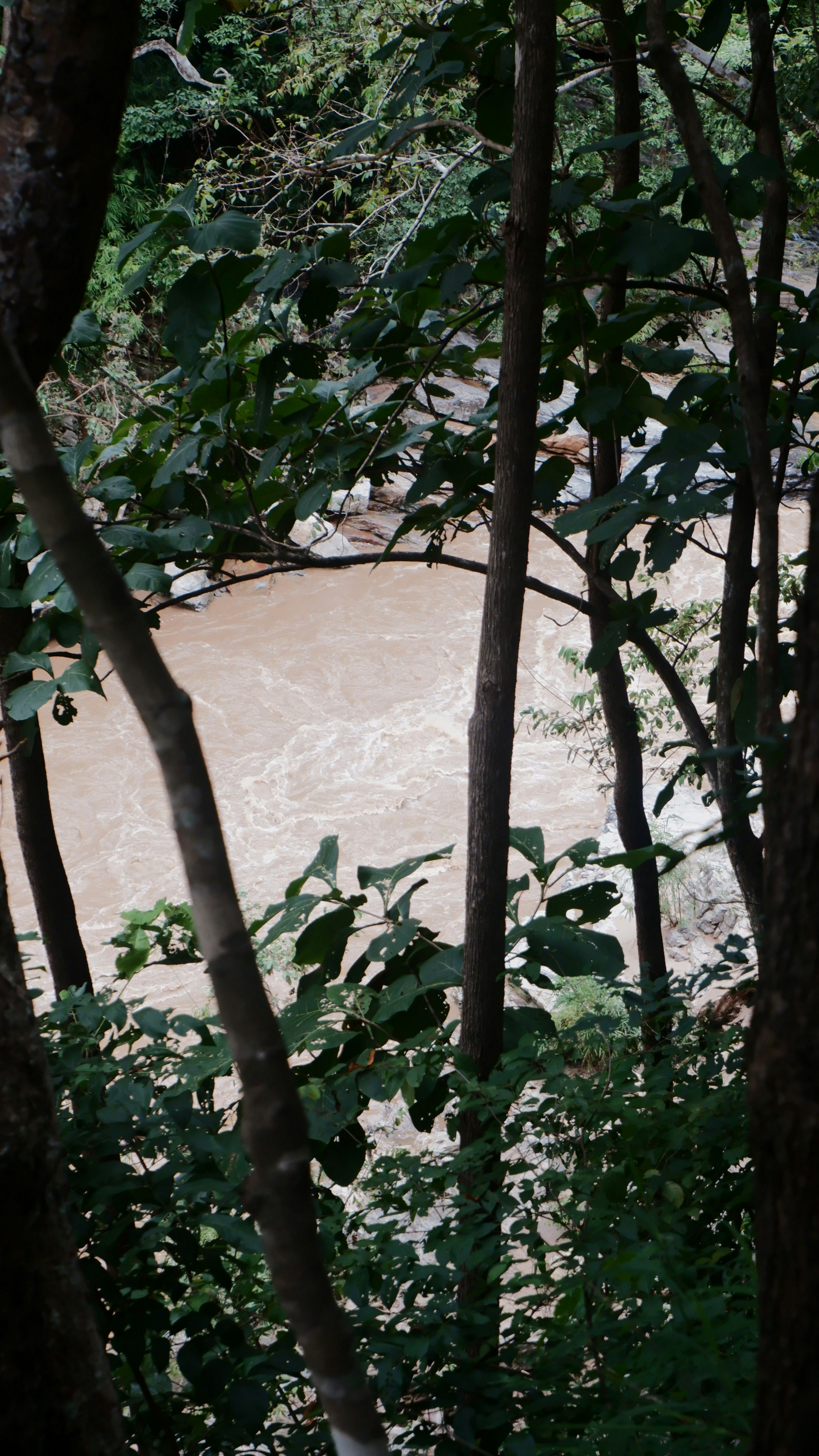 Muddy river flows through lush green forest