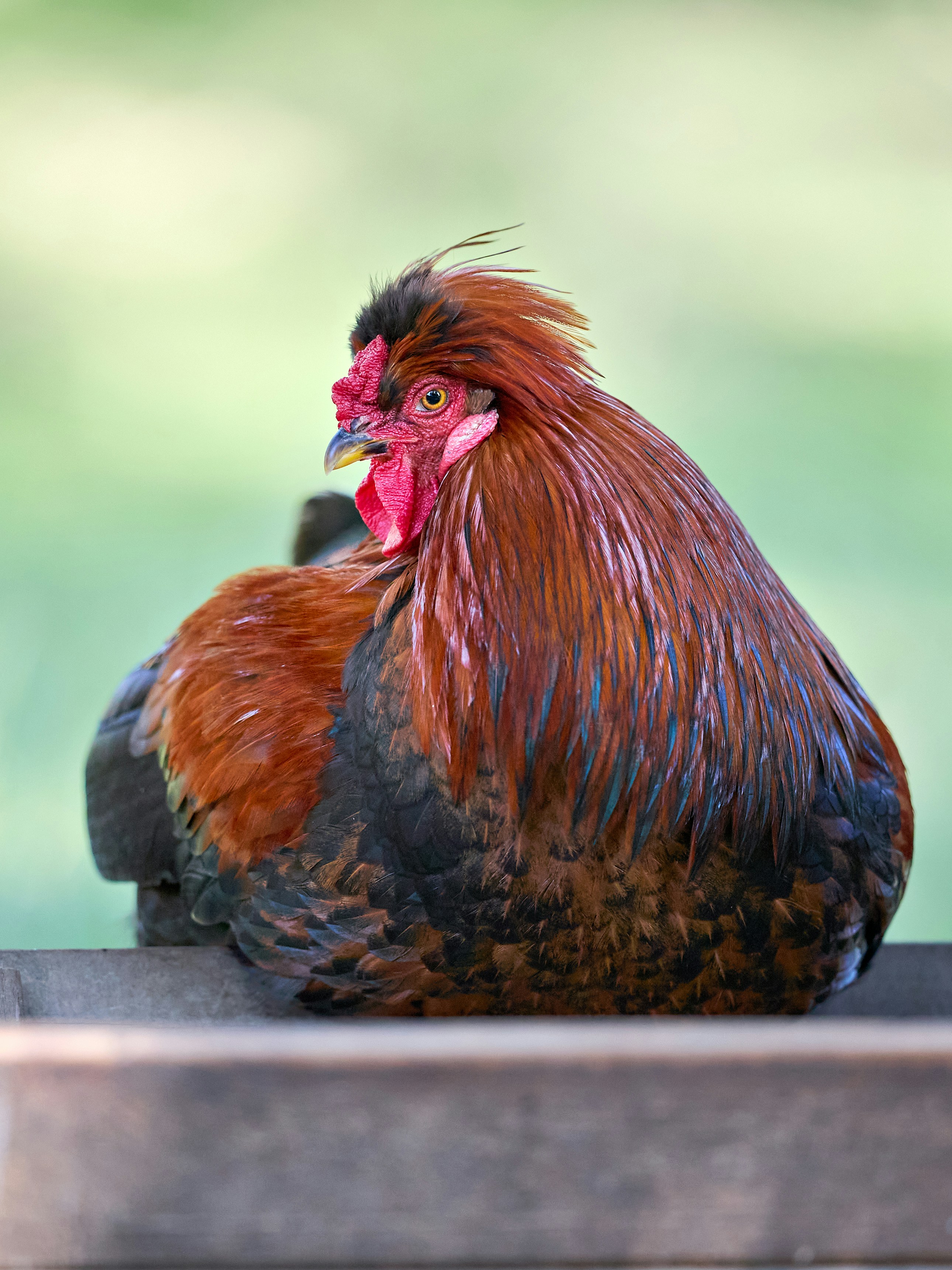 Photo by erwinbosman