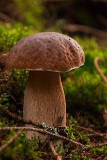 A large mushroom growing in mossy forest floor.