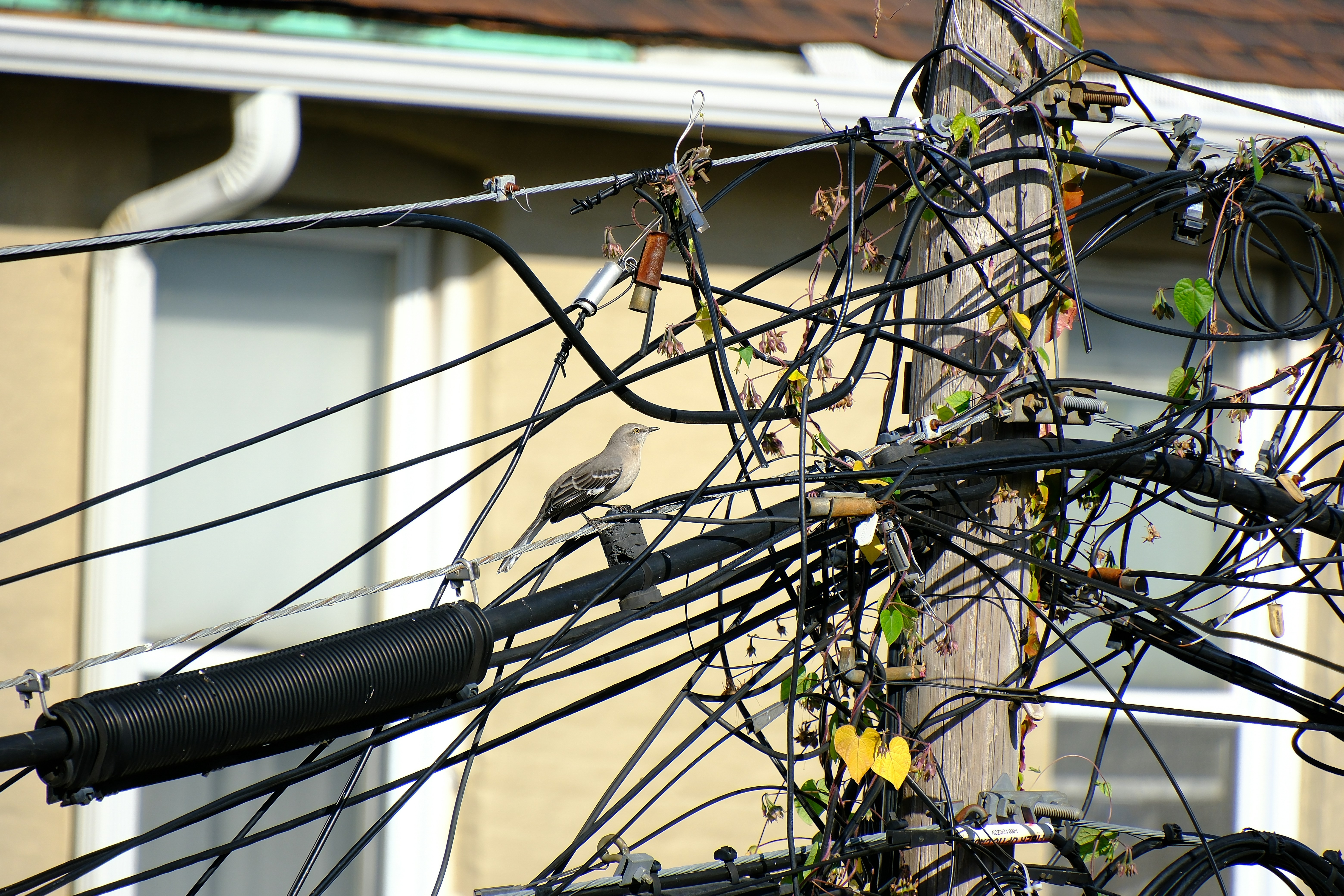 A bird perches on a tangled utility pole.