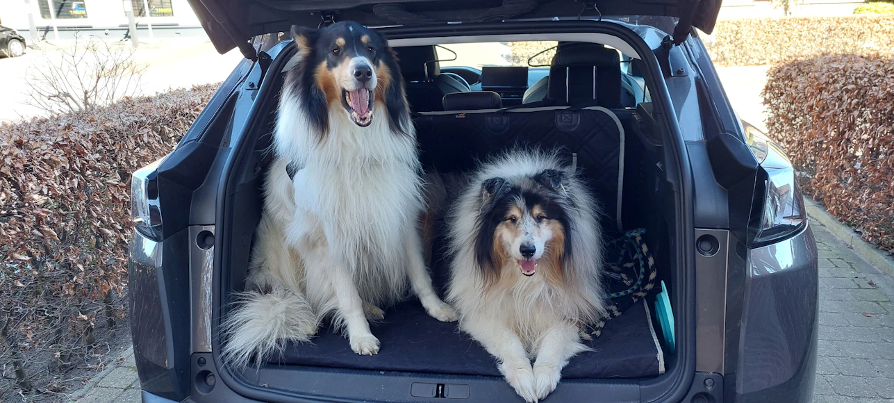 Sécurité du chien en voiture pendant le voyage