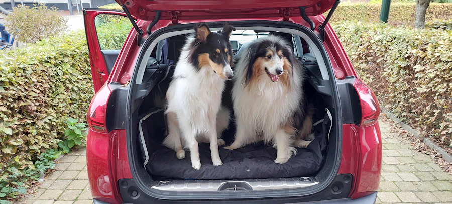 Two dogs sitting in the back of a vehicle during travel preparation
