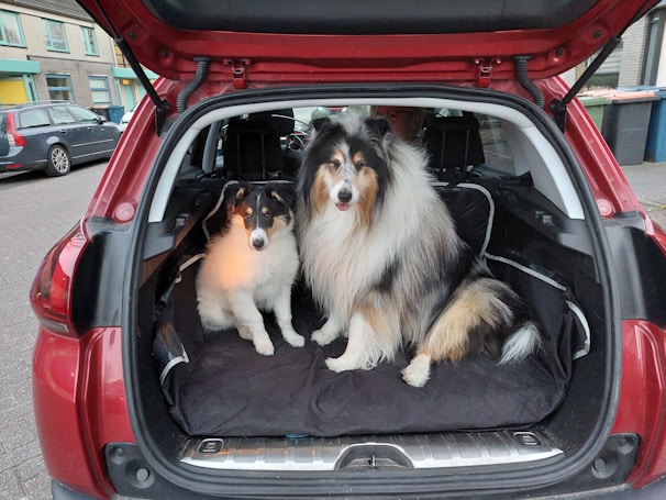 Two dogs sitting in the back of a car.