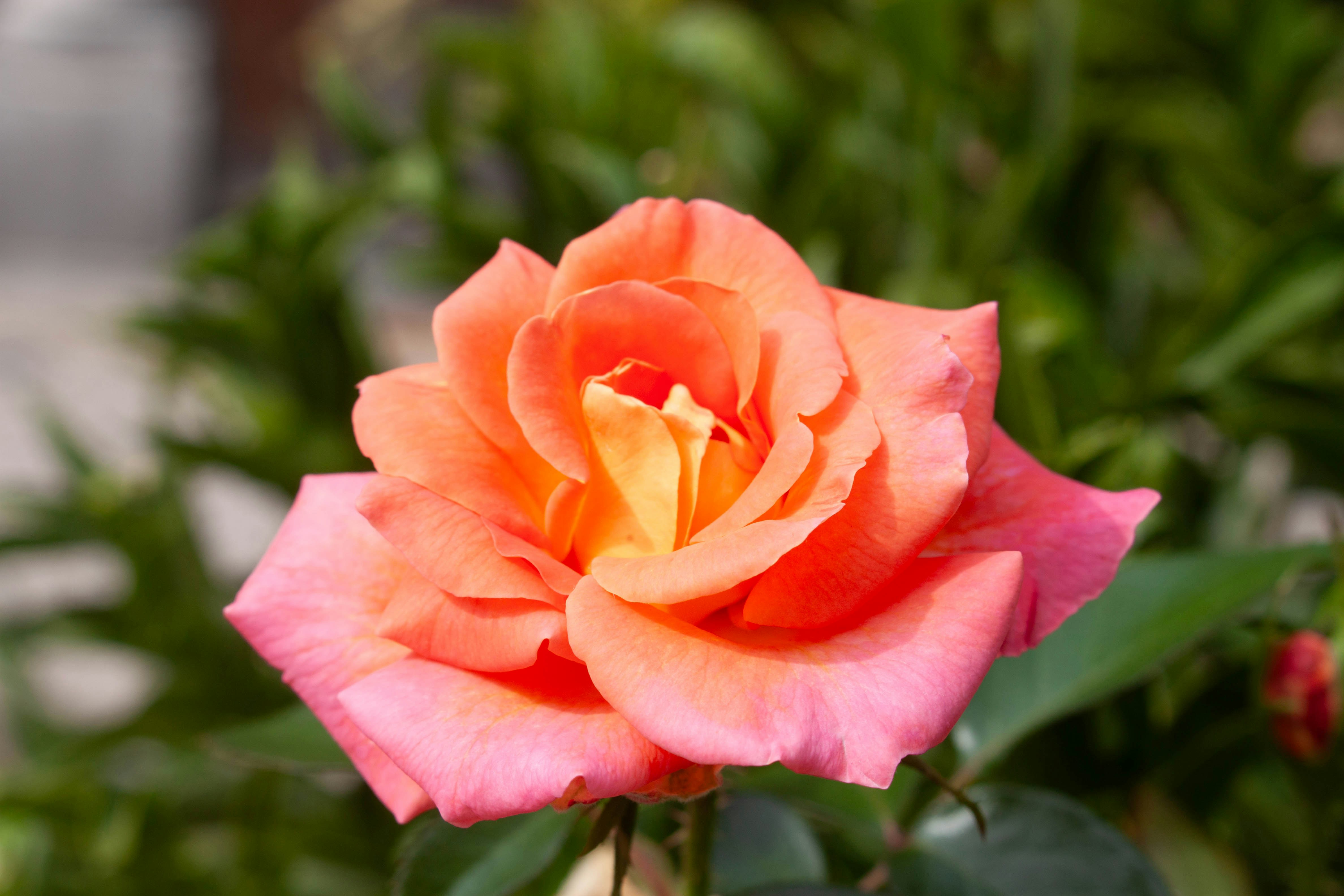 Photo by kamillaisalieva