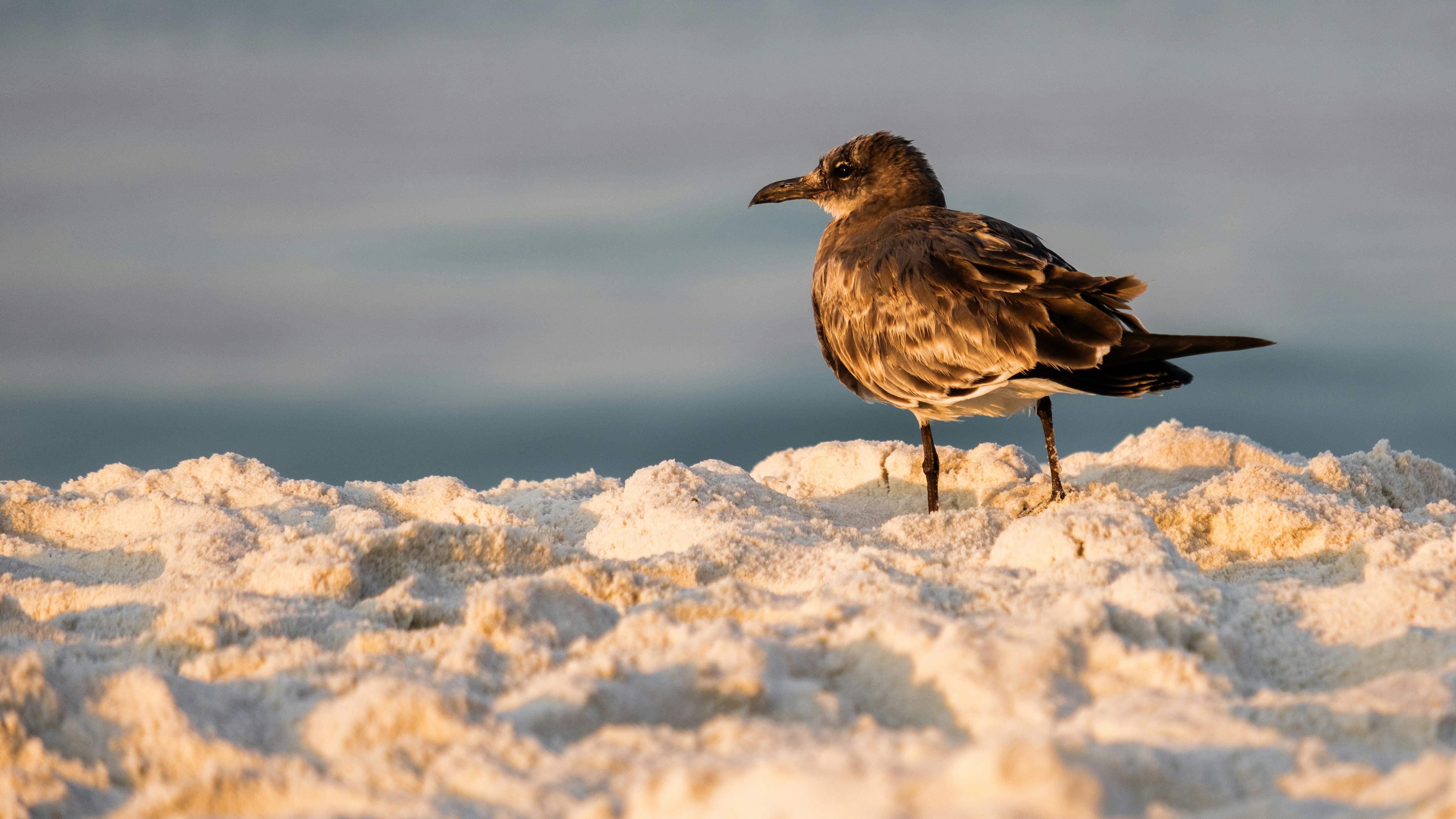砂浜にカモメが立っています。