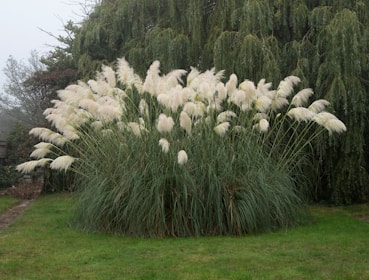 Голяма туфа пампасова трева с бели пухкави метлици, издигащи се над градината