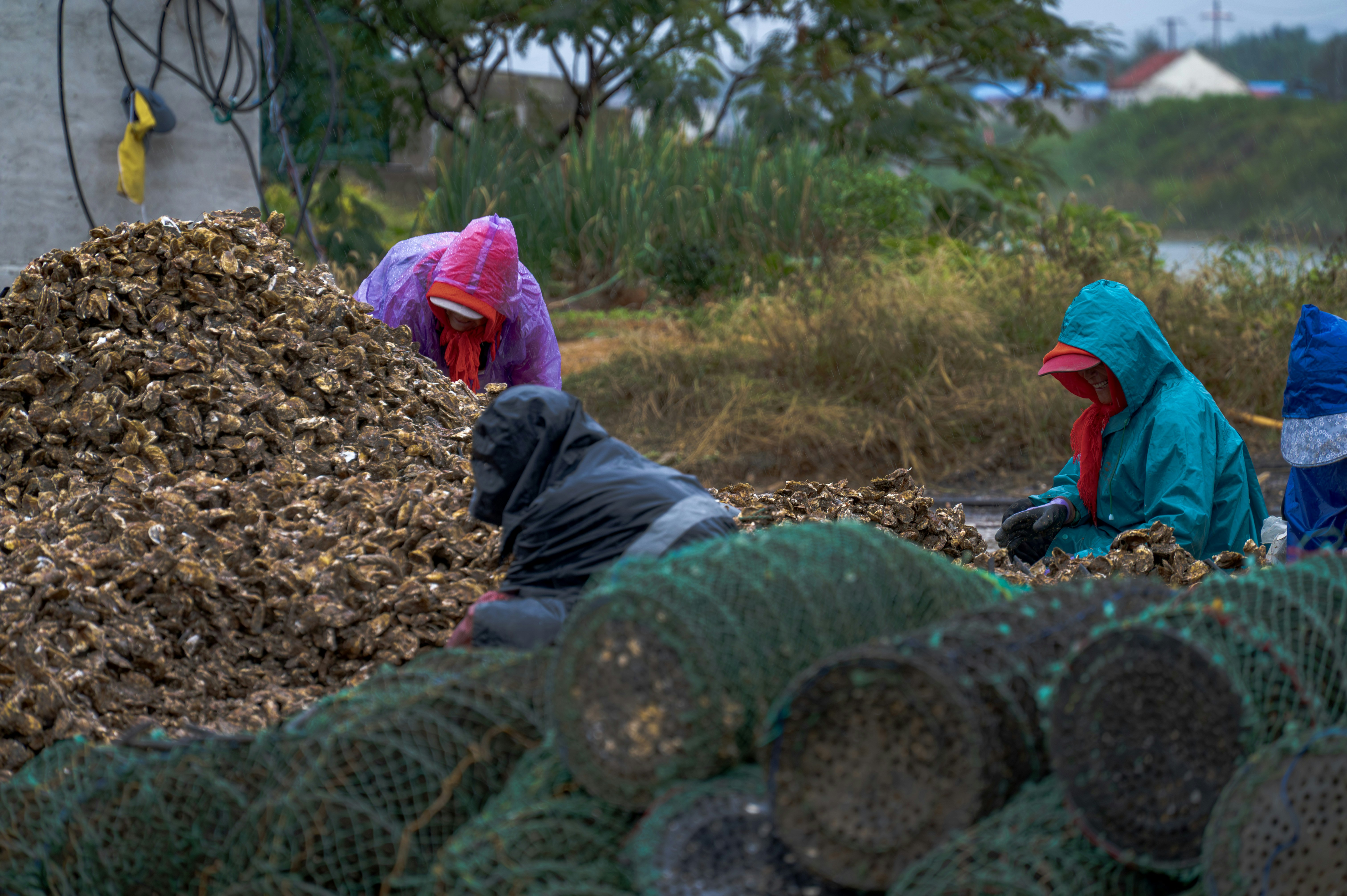 Workers sorting oysters