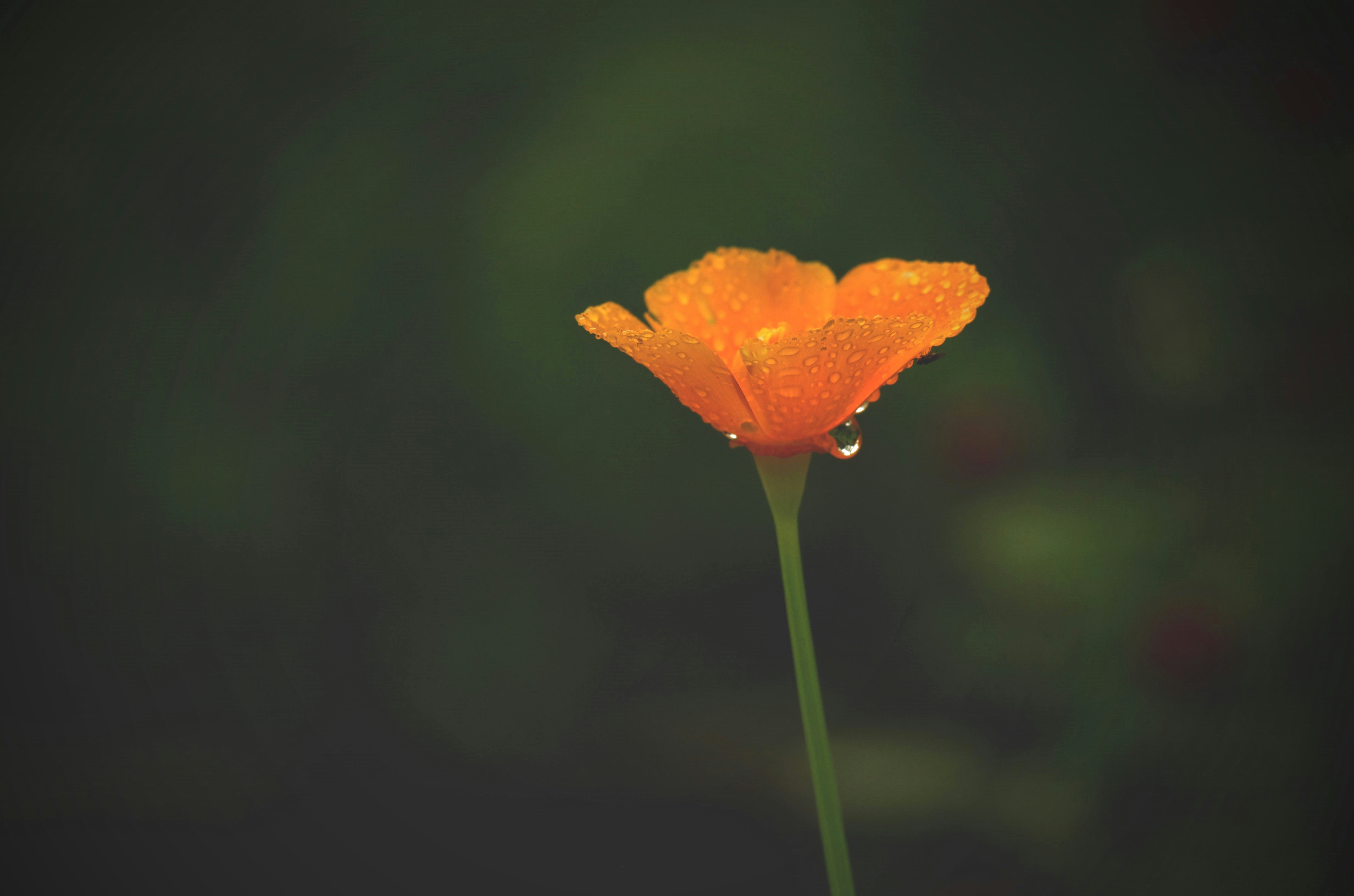 Orange flower with water droplets on petals