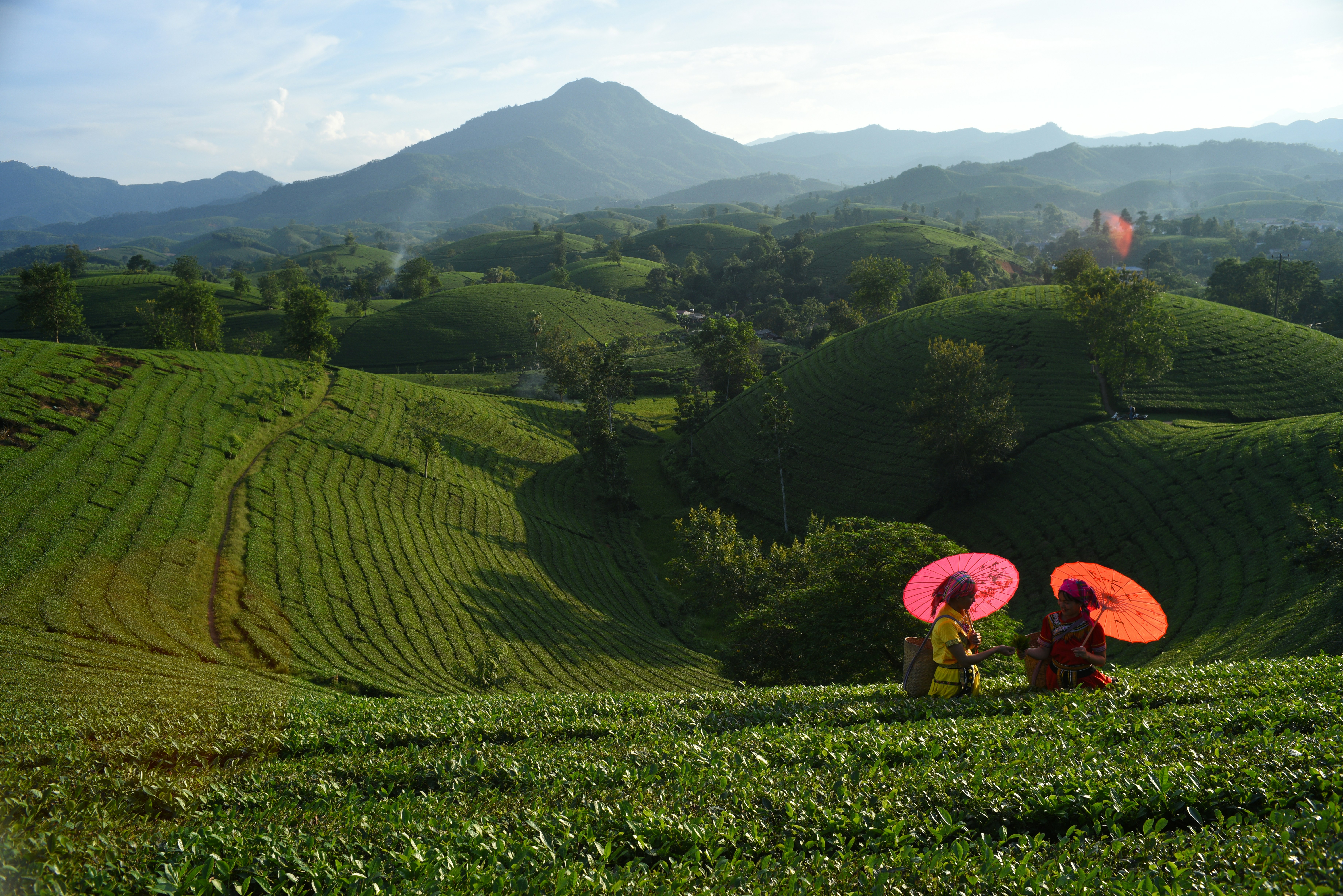 Two people with colorful umbrellas in tea plantation