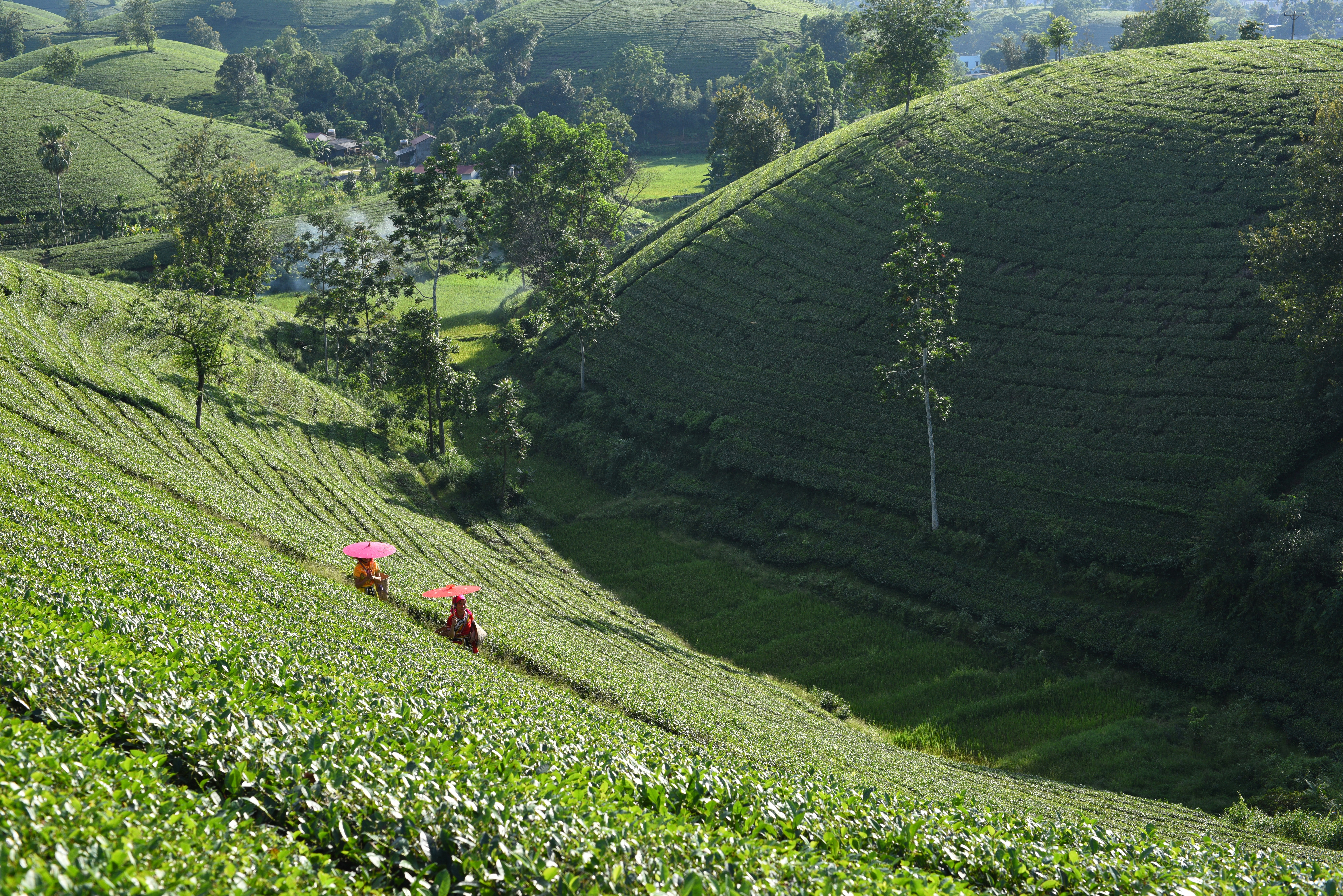 Workers harvesting tea on rolling green hills