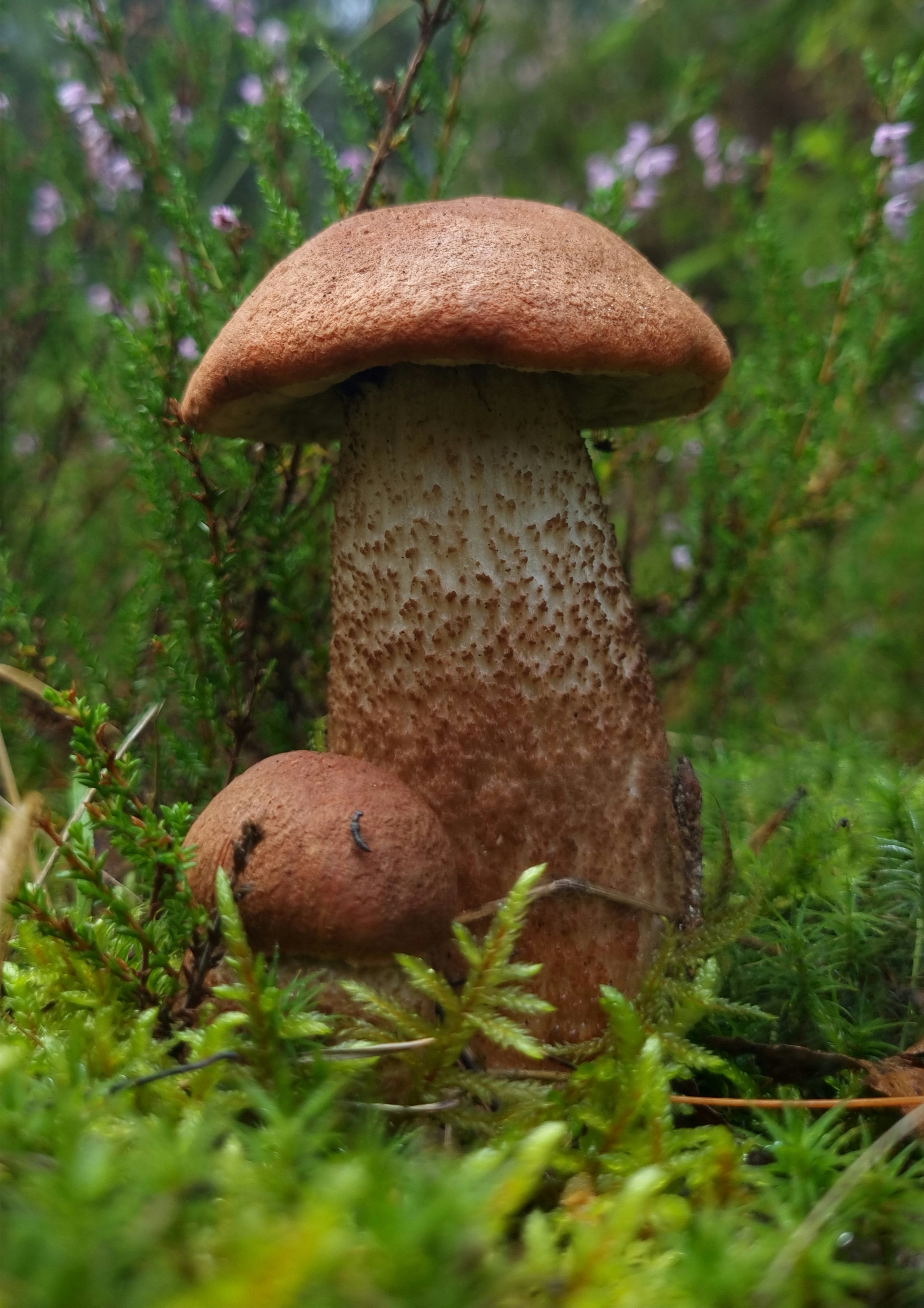 Dois cogumelos de capa marrom crescem no chão da floresta musgosa.