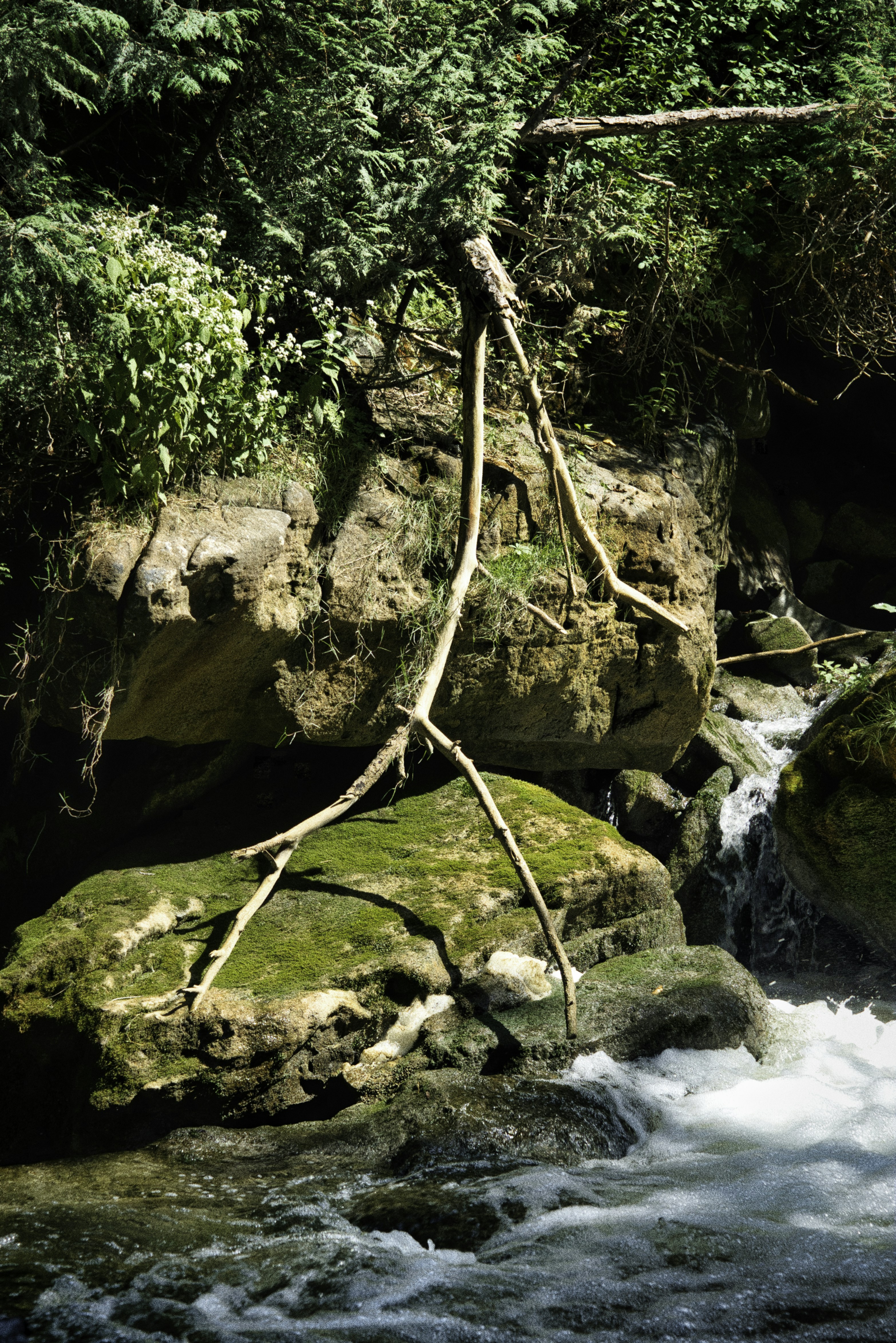 Mossy rocks and branches near a flowing stream.