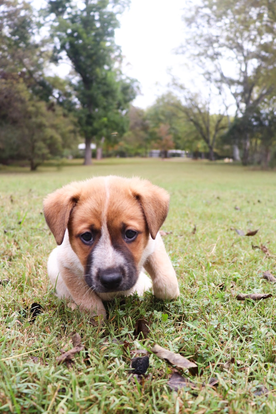 Young puppy resting on green grass, ready for a scheduled outdoor potty break