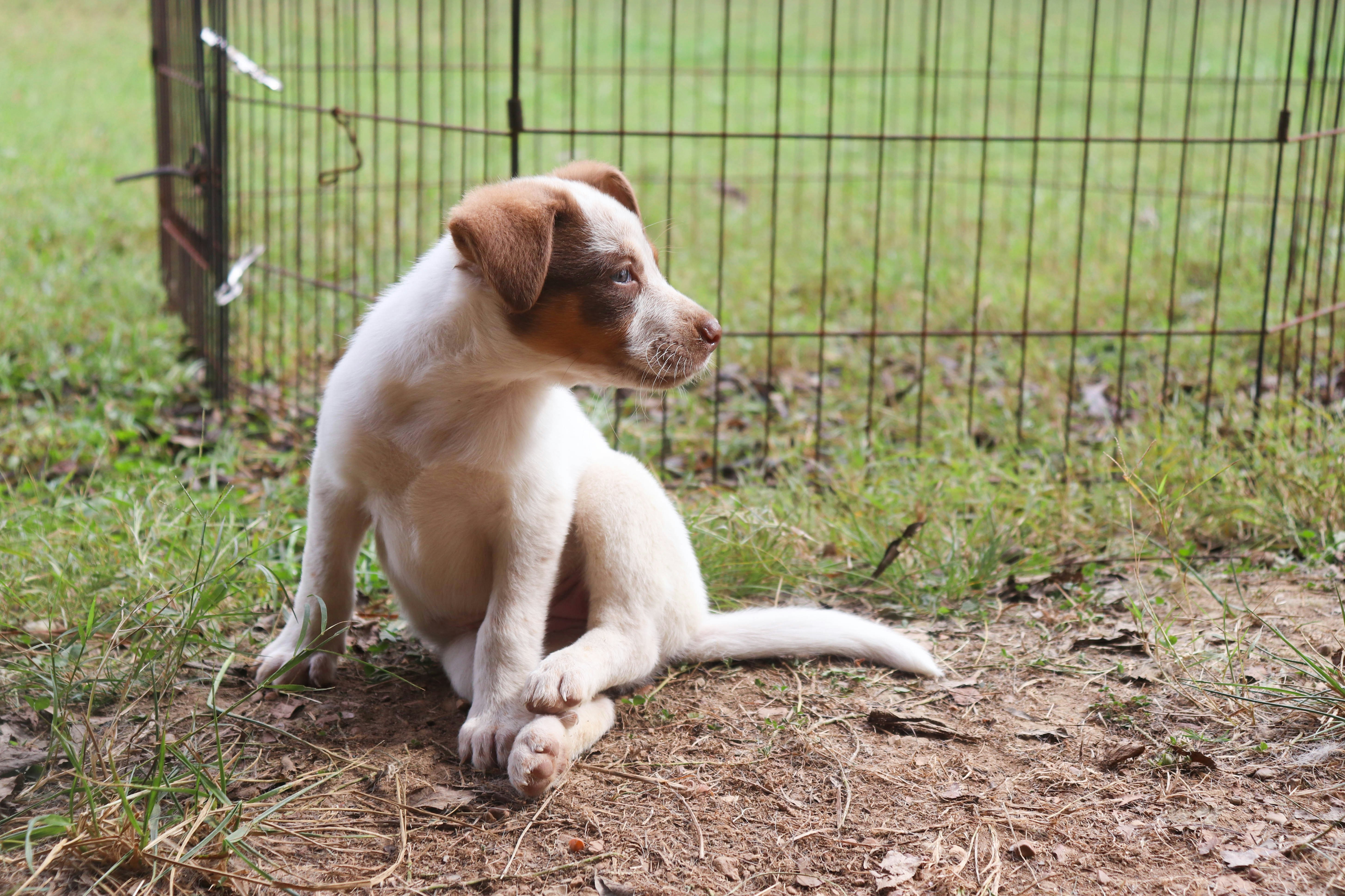 comment éviter les noeuds dans les poils de votre chien?, image size:3000x2000