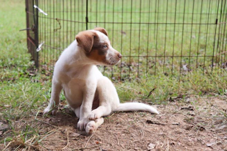 A cute puppy sits on the ground outside.