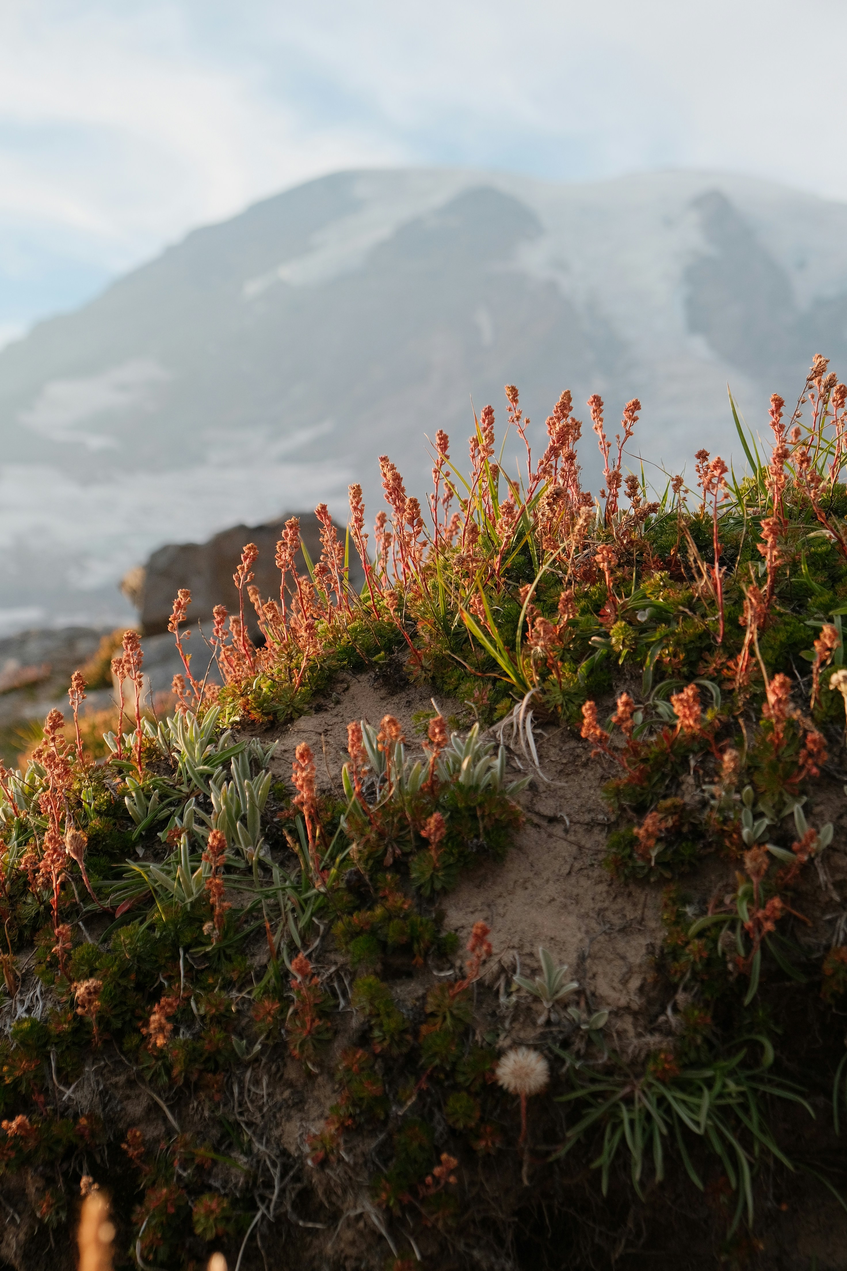 Les fleurs sauvages fleurissent sur un flanc de montagne avec un pic enneigé.