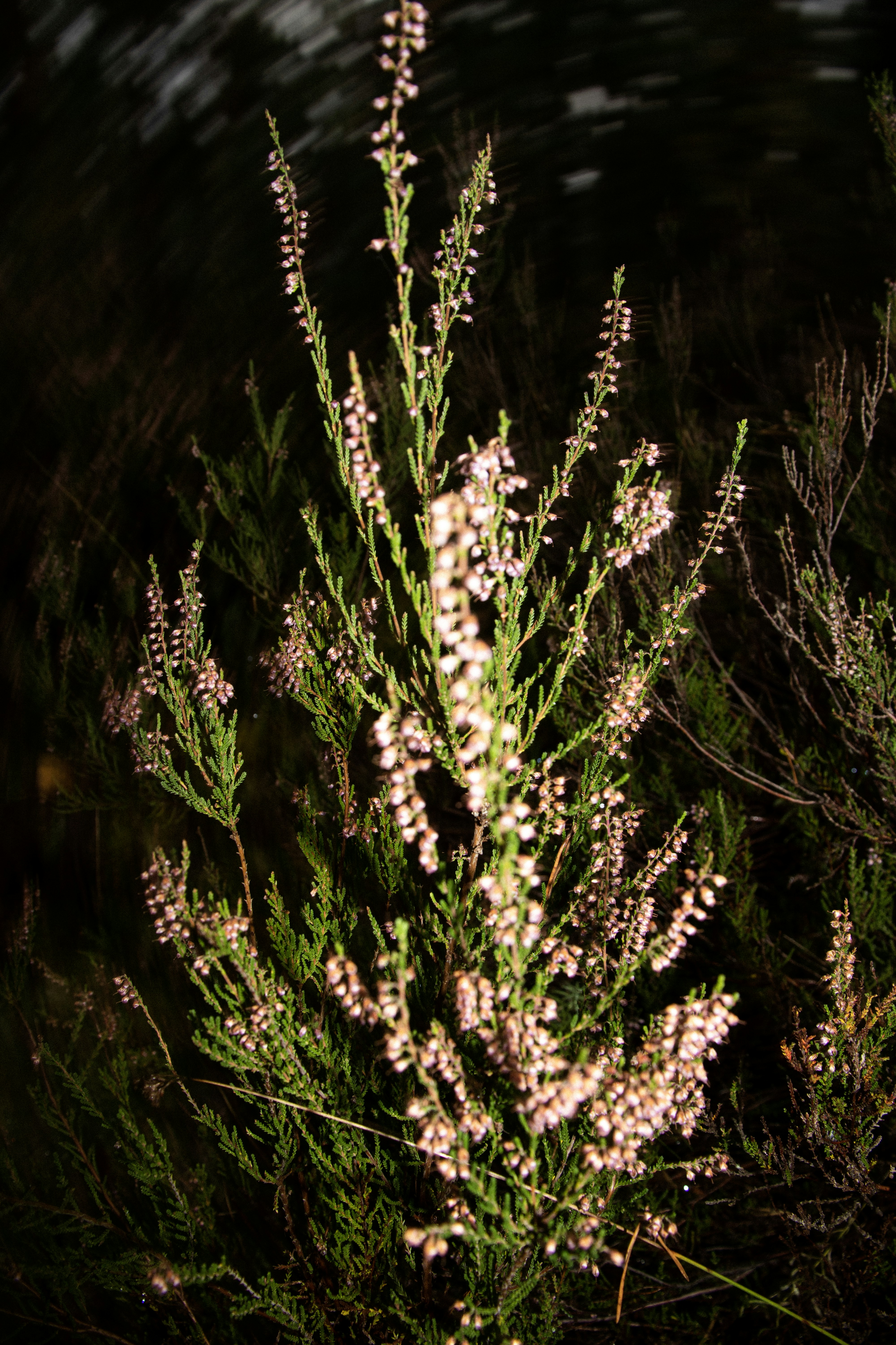 Delicate pink heather flowers bloom on a dark background