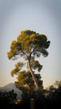 A tall pine tree bathed in golden sunlight.