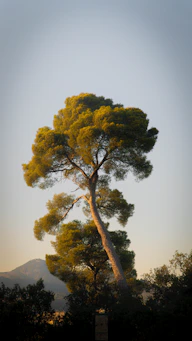 A tall pine tree bathed in golden sunlight.