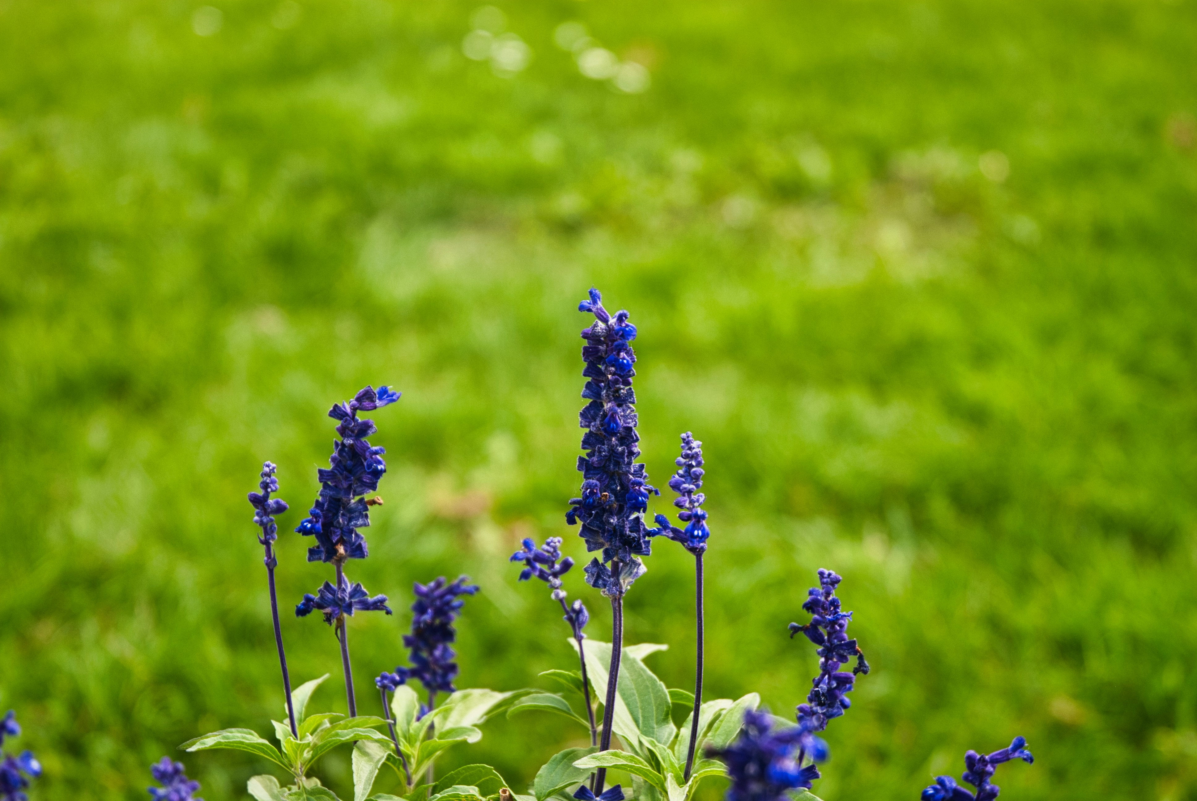 Photo by paws_and_prints