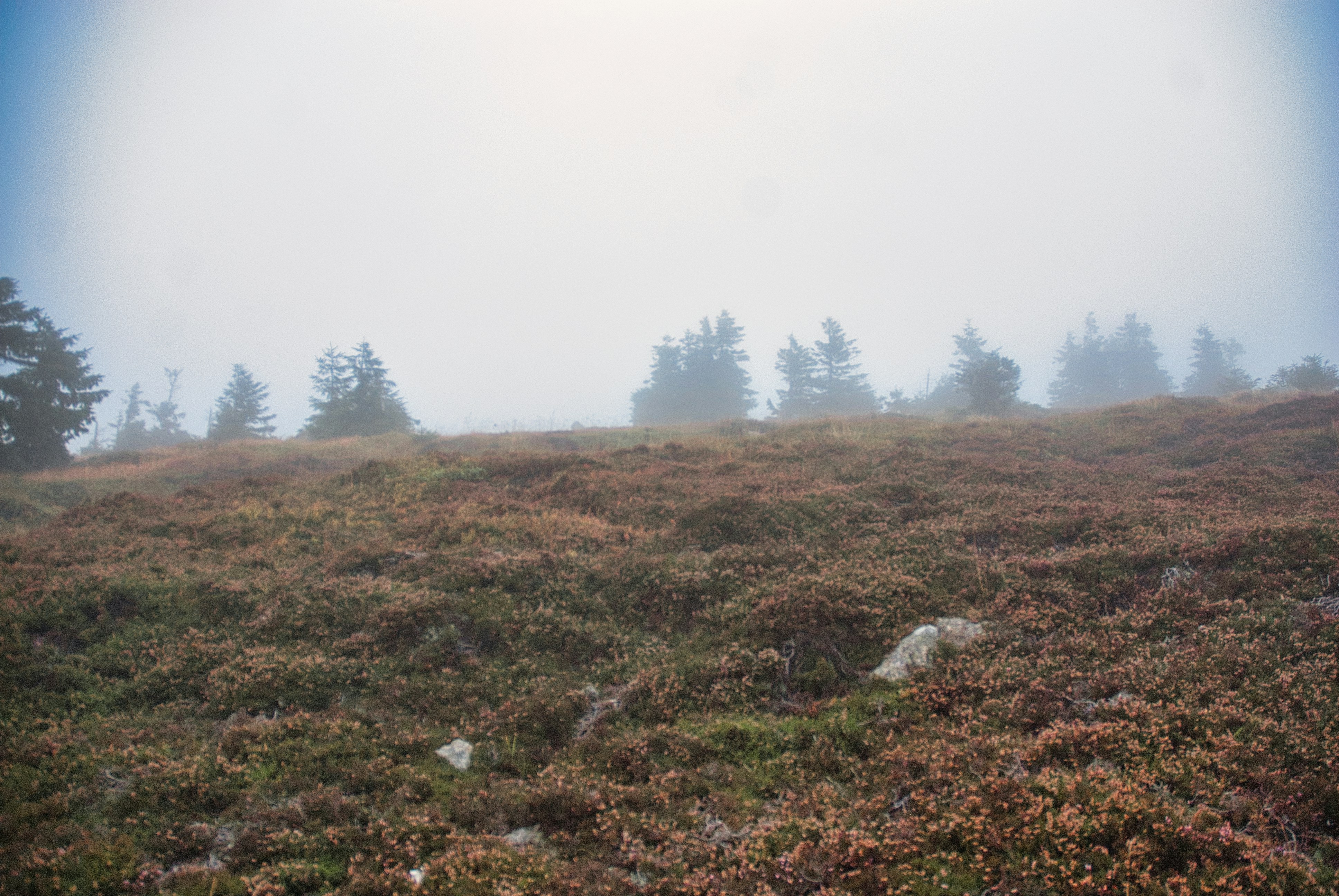 Photo by paws_and_prints